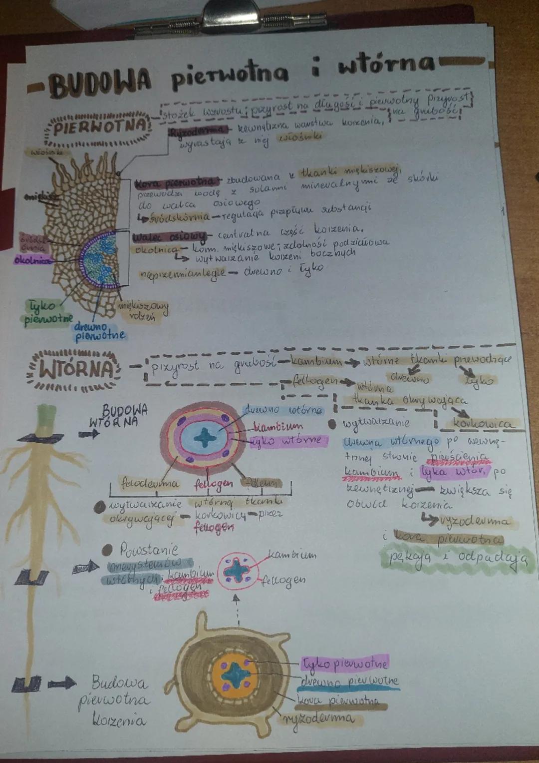 KORZEN-ORGAN PODZIEMNY ROŚLINY
• organ wegetatywny
• podziemna część rośling
BUDOWA OGÓLNA
Strefa
korzeni!
i bocznych!
stvefa
who's nikowa!
