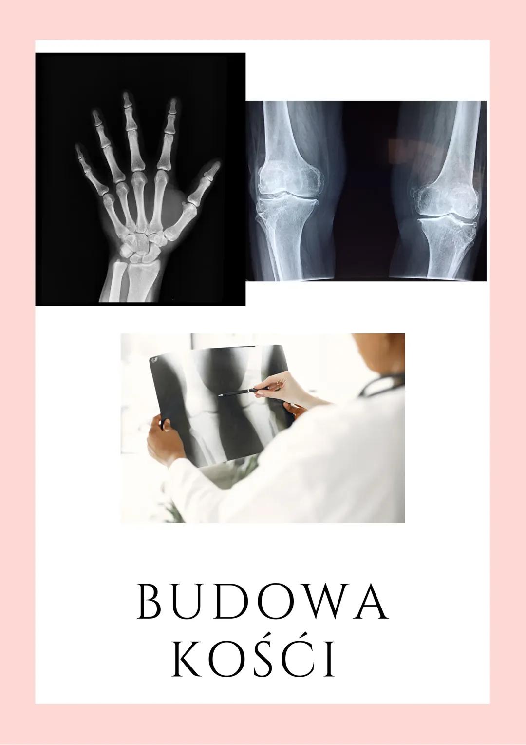 Budowa kości 