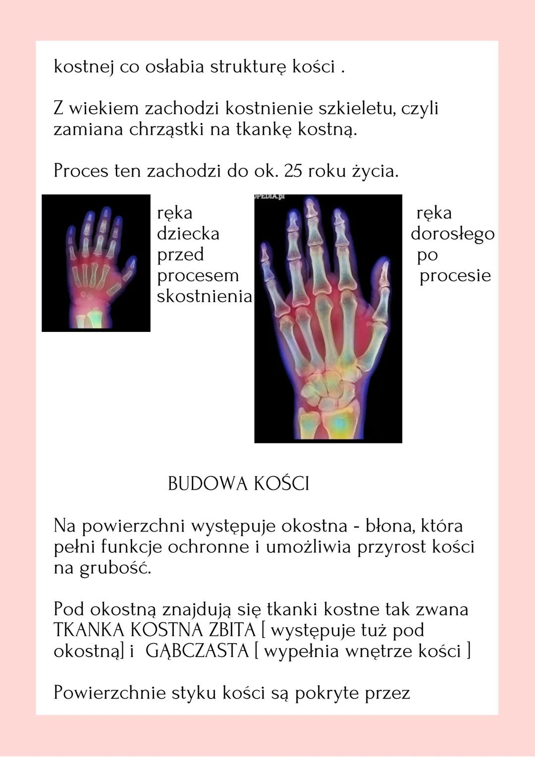 AK
BUDOWA
KOŚĆI Podstawowym budulcem każdego szkieletu
człowieka jest tkanka kostna.
W jej skład wchodzą komórki kostne oraz
wytwarzana prze