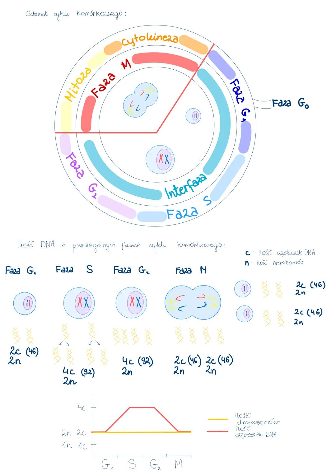 Schemat cykli komórkowego:
Ilość DNA w
Faza G.
2c (46)
2n
Faza G₂
A
xxxxxxxxxxX
Xxxx
Mitoza
Faza S Faza G₂
Faza M
(XX)
poszczególnych fazach