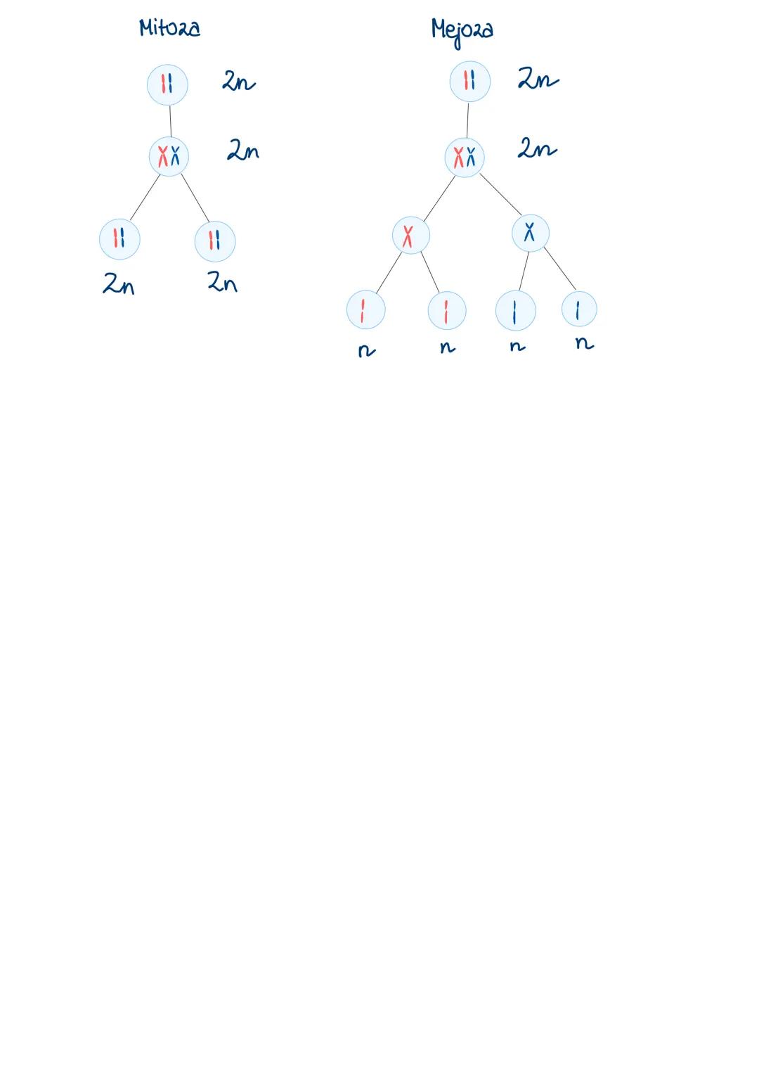 Schemat cykli komórkowego:
Ilość DNA w
Faza G.
2c (46)
2n
Faza G₂
A
xxxxxxxxxxX
Xxxx
Mitoza
Faza S Faza G₂
Faza M
(XX)
poszczególnych fazach