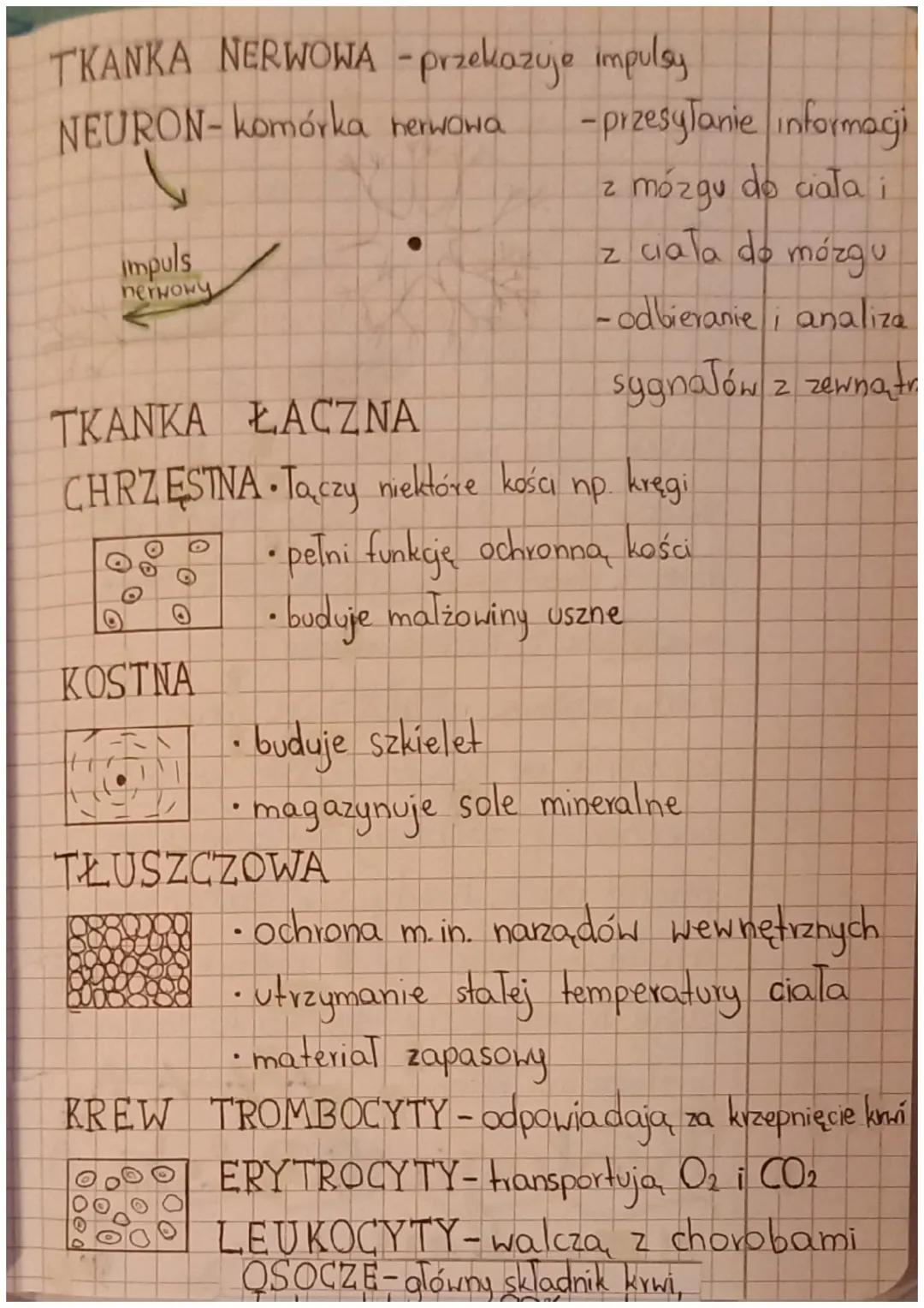 # Biologia

ΤΚΑΝΚΑ NABŁONKOWA

znajduje się w:

• narządach wewnętrznych, np.

- w płucach

-w nerkach

-w jelicie cienkim

• skórze (ochron