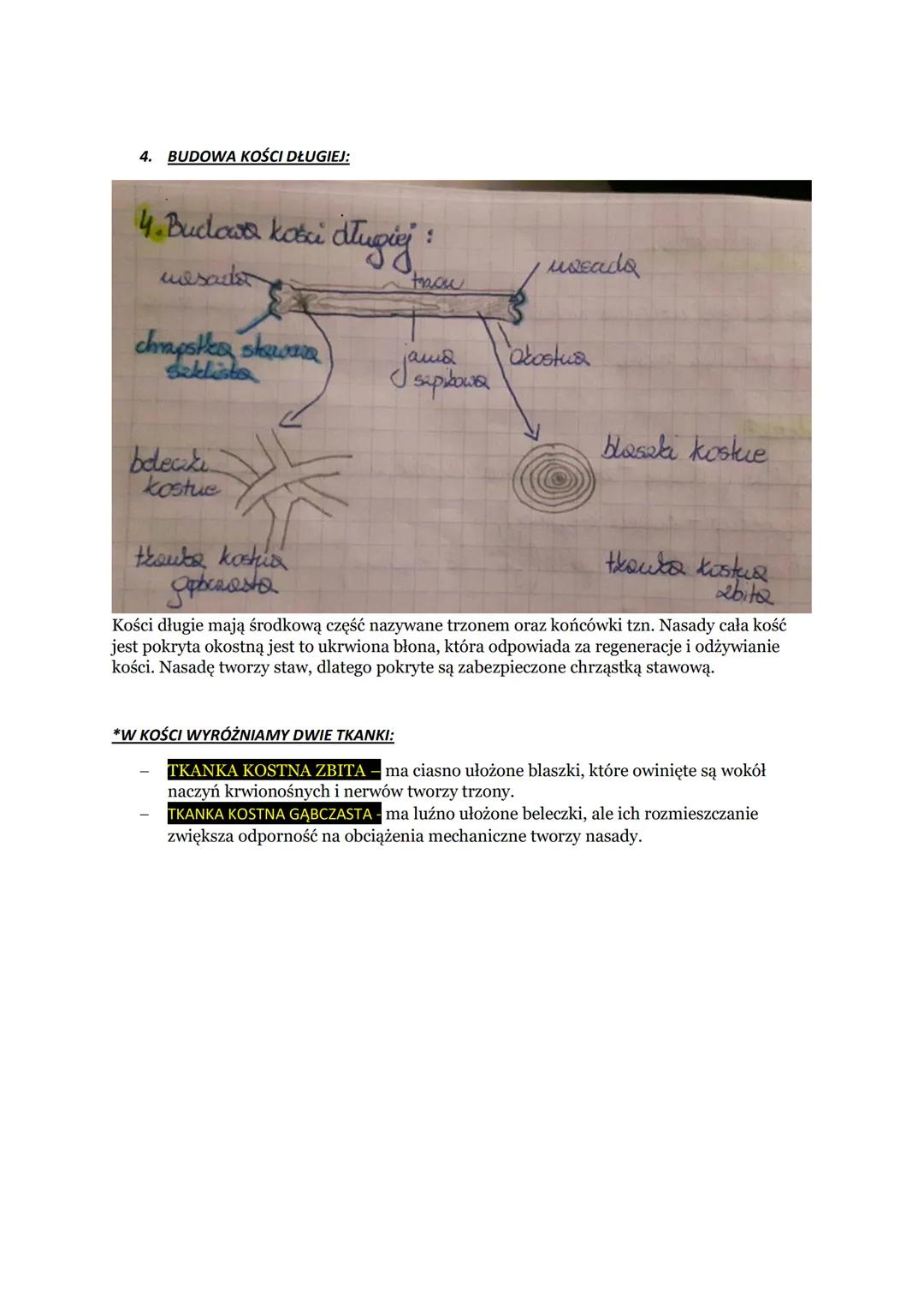 BUDOWA I FUNKCJE SZKIELETU
1. SZKIELET - bierną cześć układu ruchu porusza się dzięki pracy mięśni które są aktywne
częścią układu ruchu.
2.