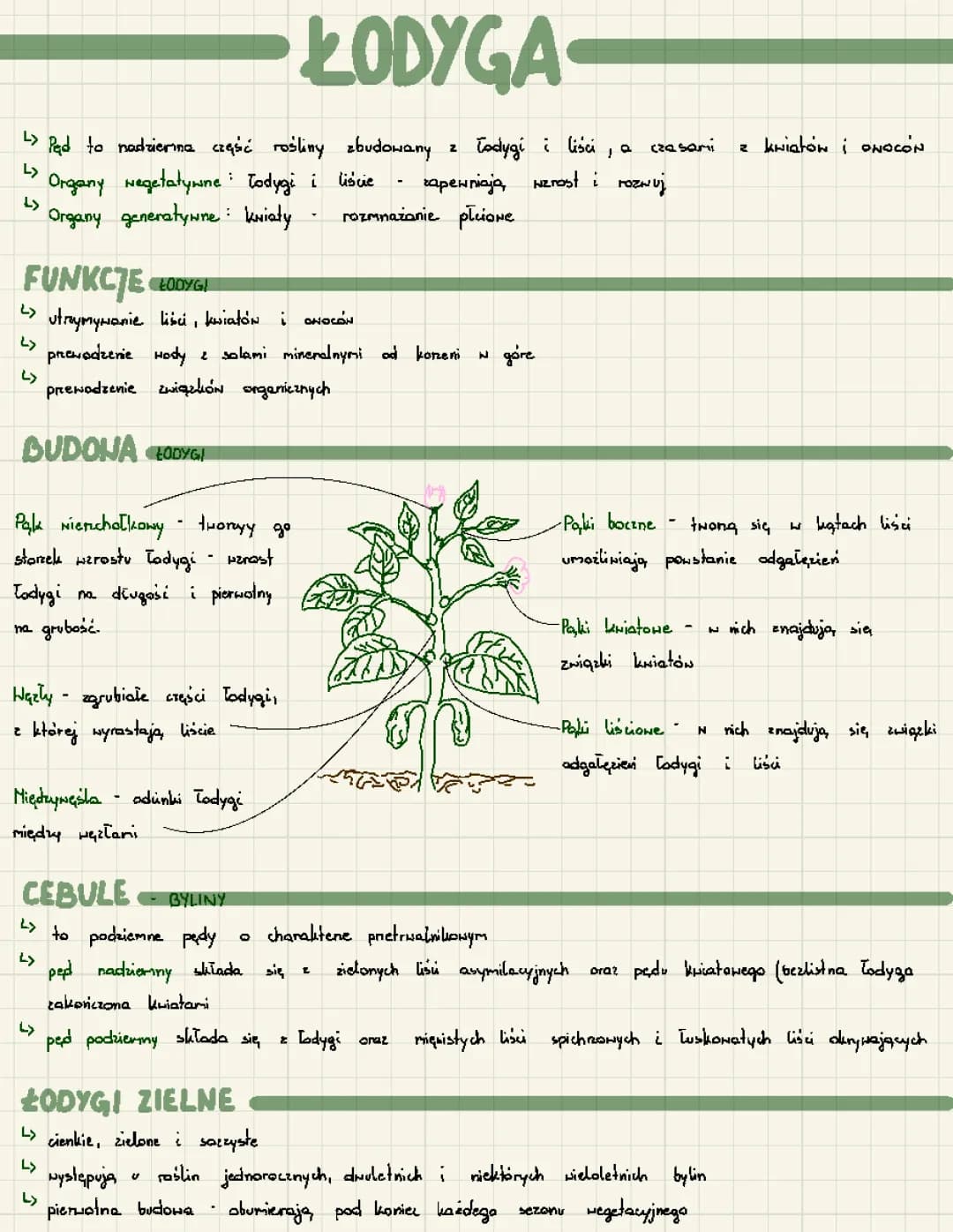 Budowa i Funkcje Łodygi - Klasa 5