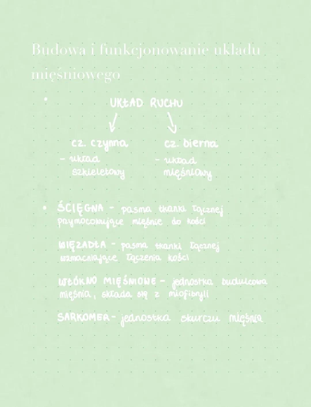 Struktura i działanie układu mięśniowego