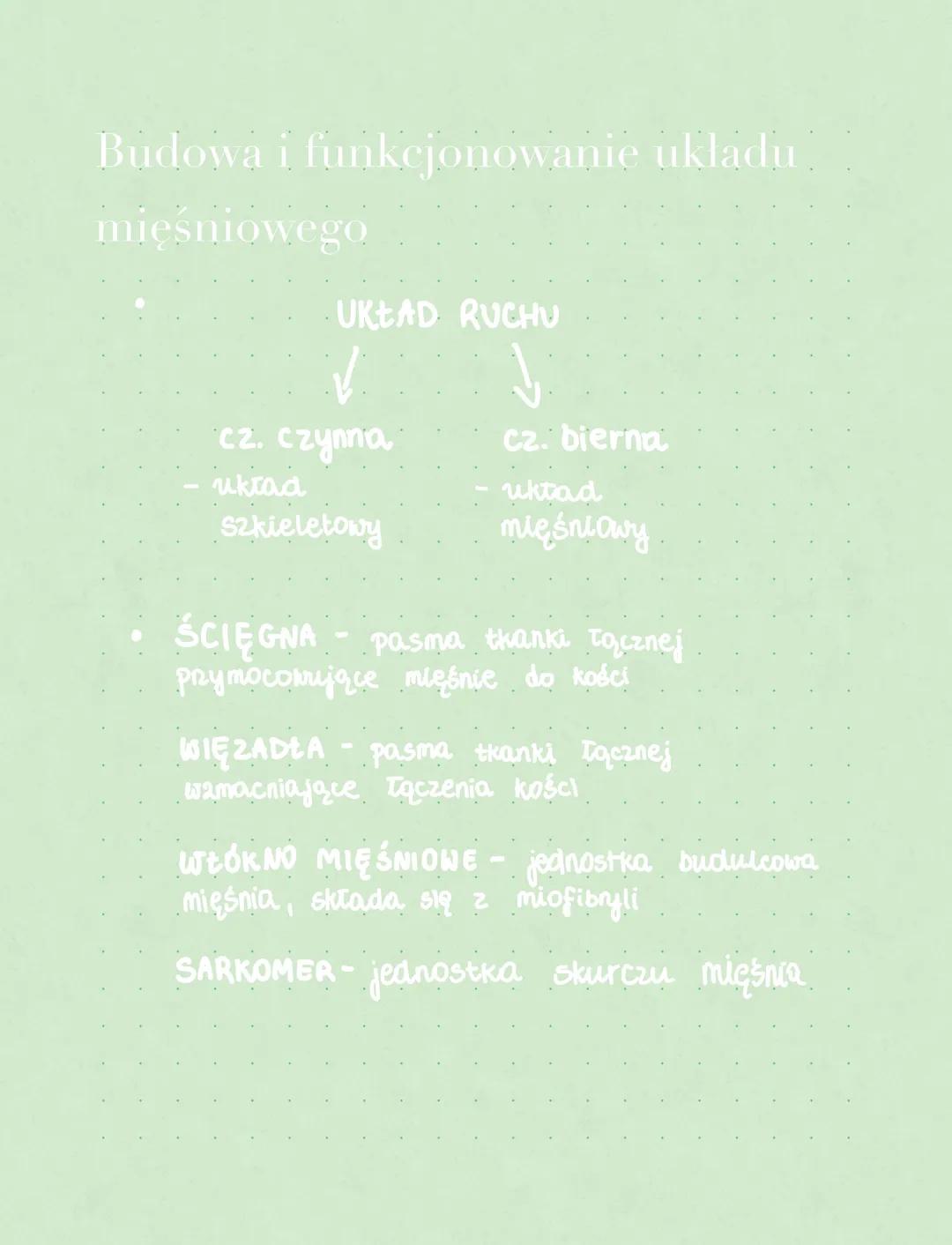 Budowa i funkcjonowanie układu
mięśniowego
UKŁAD RUCHU
✓
cz. czynna
układ
Szkieletowy
cz. bierna
uktad
mięśniowy
ŚCIĘGNA - pasma thanki łącz