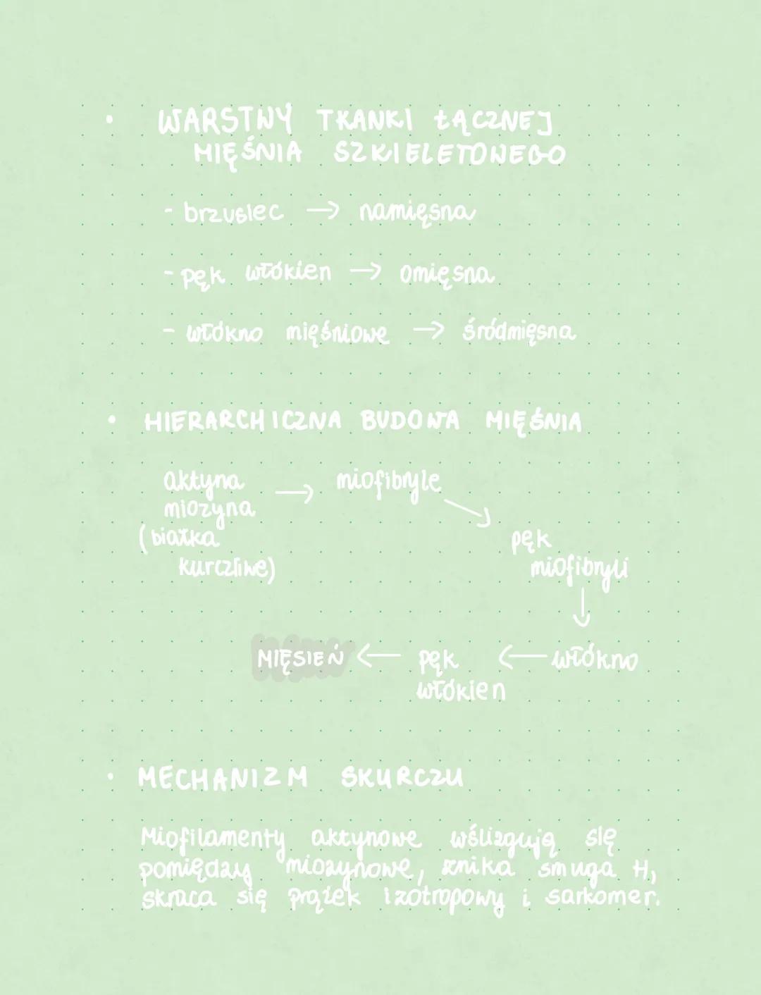 Budowa i funkcjonowanie układu
mięśniowego
UKŁAD RUCHU
✓
cz. czynna
układ
Szkieletowy
cz. bierna
uktad
mięśniowy
ŚCIĘGNA - pasma thanki łącz
