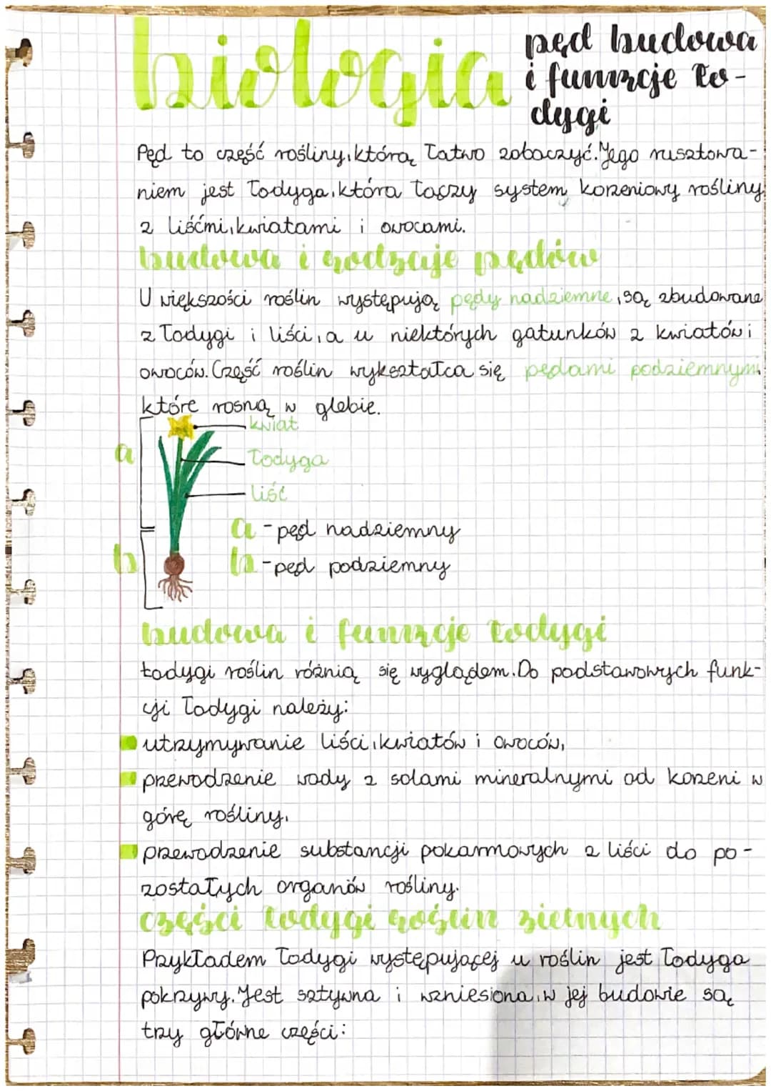 UND
H
H
ab
LA
biologia
ped budowa
i funrcje tv-
dygi
Ped to część rośliny, którą łatwo zobaczyć. Jego rusztowa-
niem jest todyga,która taczy