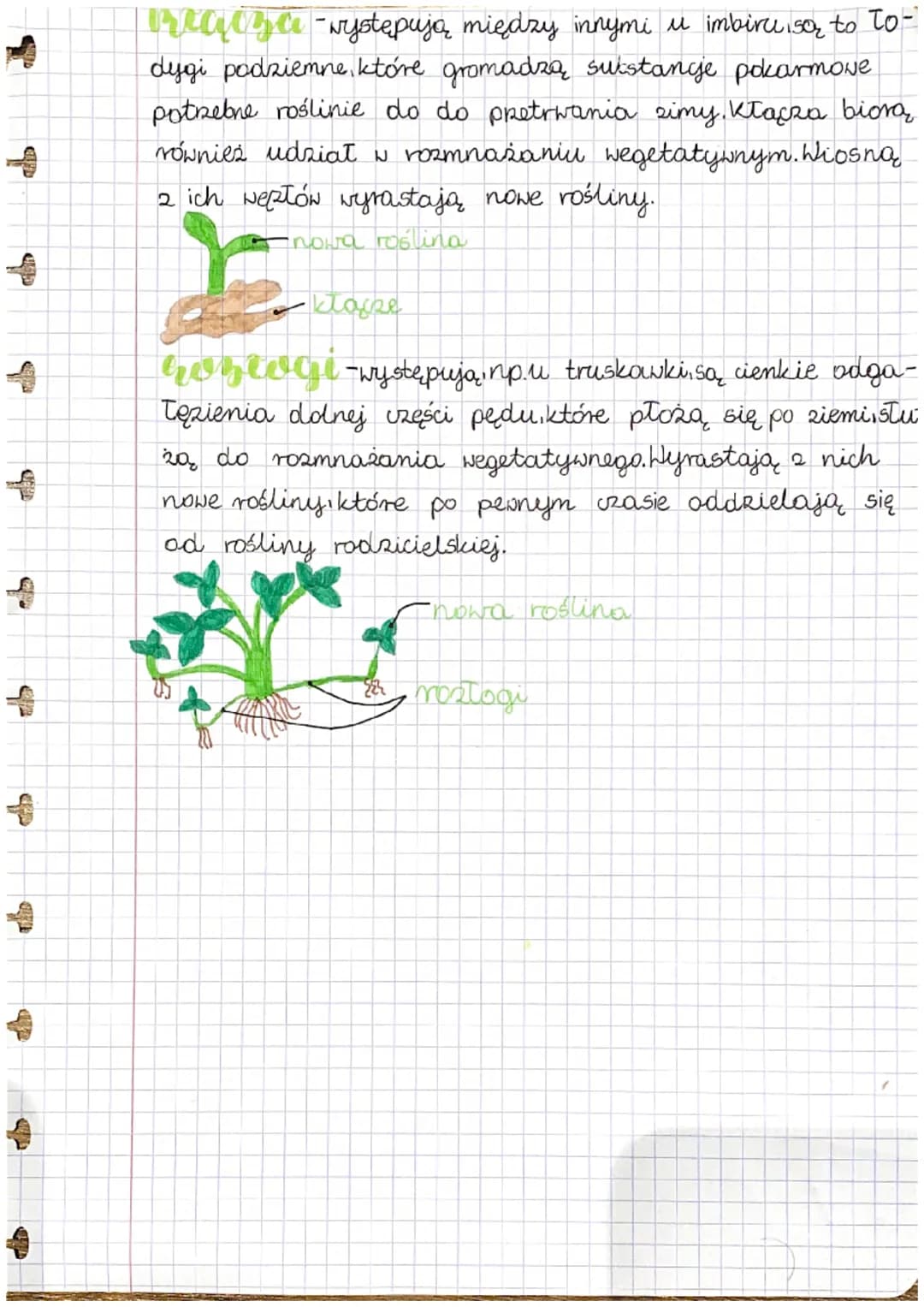UND
H
H
ab
LA
biologia
ped budowa
i funrcje tv-
dygi
Ped to część rośliny, którą łatwo zobaczyć. Jego rusztowa-
niem jest todyga,która taczy