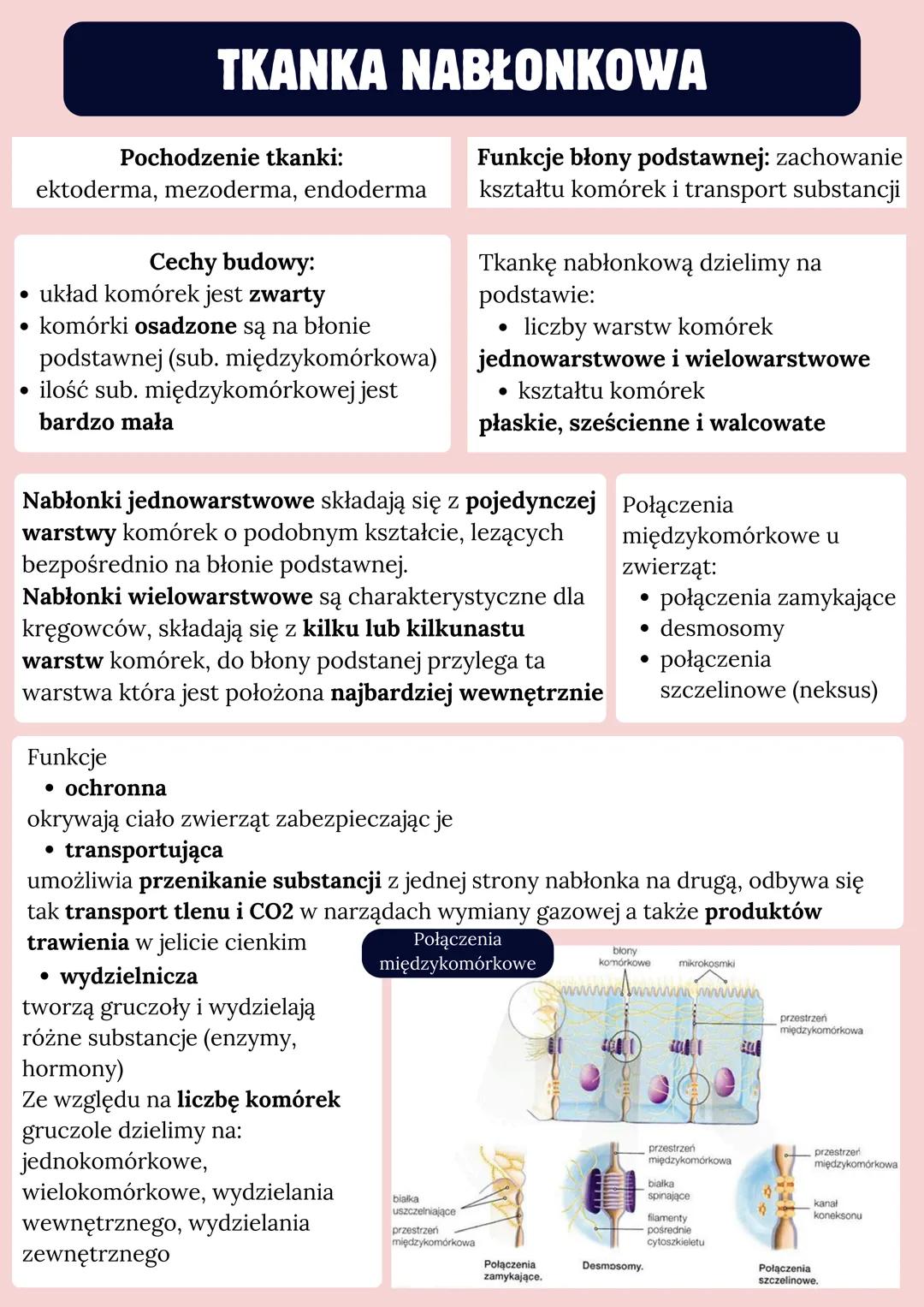 # TKANKA NABŁONKOWA

Pochodzenie tkanki:
ektoderma, mezoderma, endoderma

Cechy budowy:
- układ komórek jest zwarty
- komórki osadzone są na