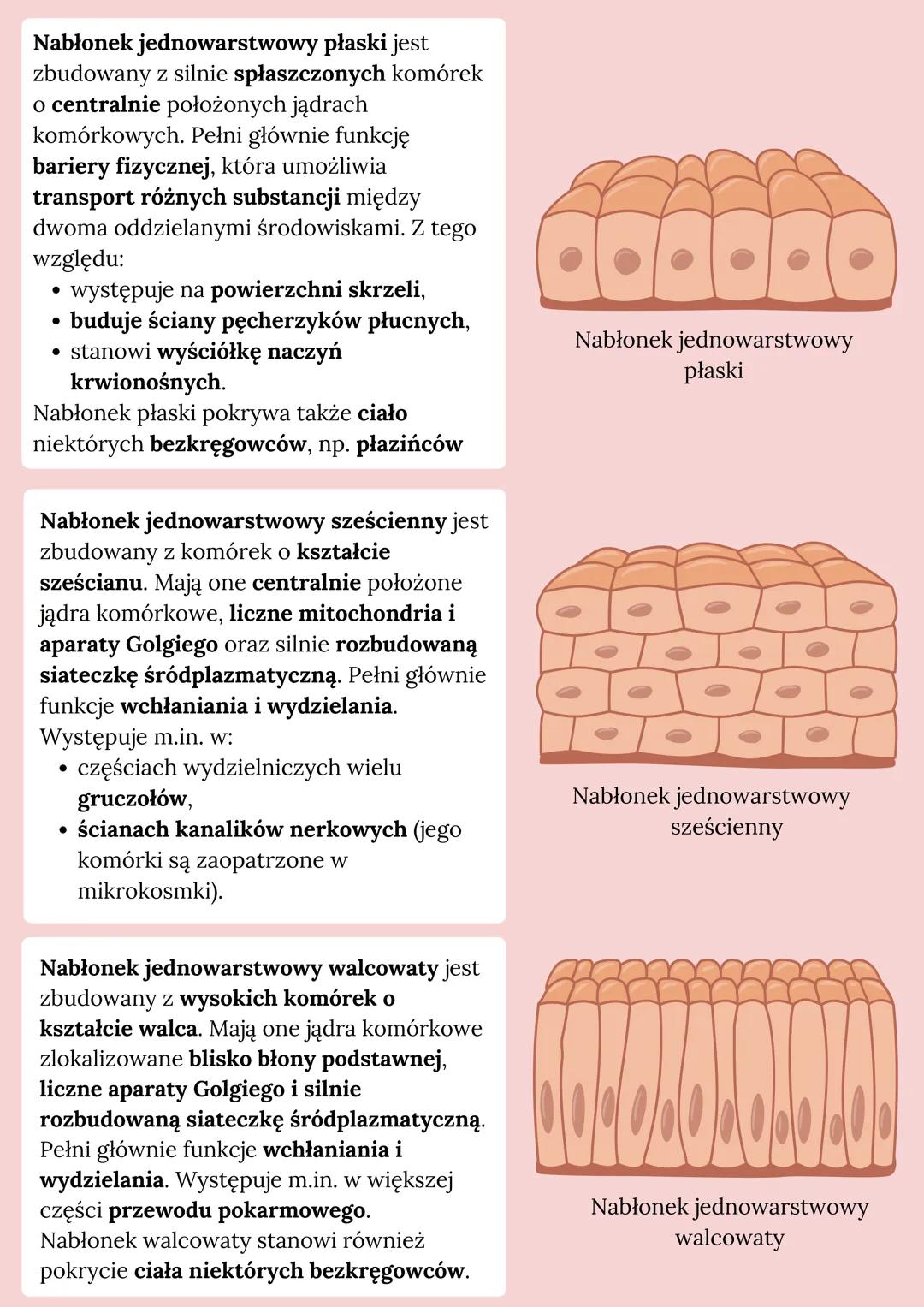 # TKANKA NABŁONKOWA

Pochodzenie tkanki:
ektoderma, mezoderma, endoderma

Cechy budowy:
- układ komórek jest zwarty
- komórki osadzone są na