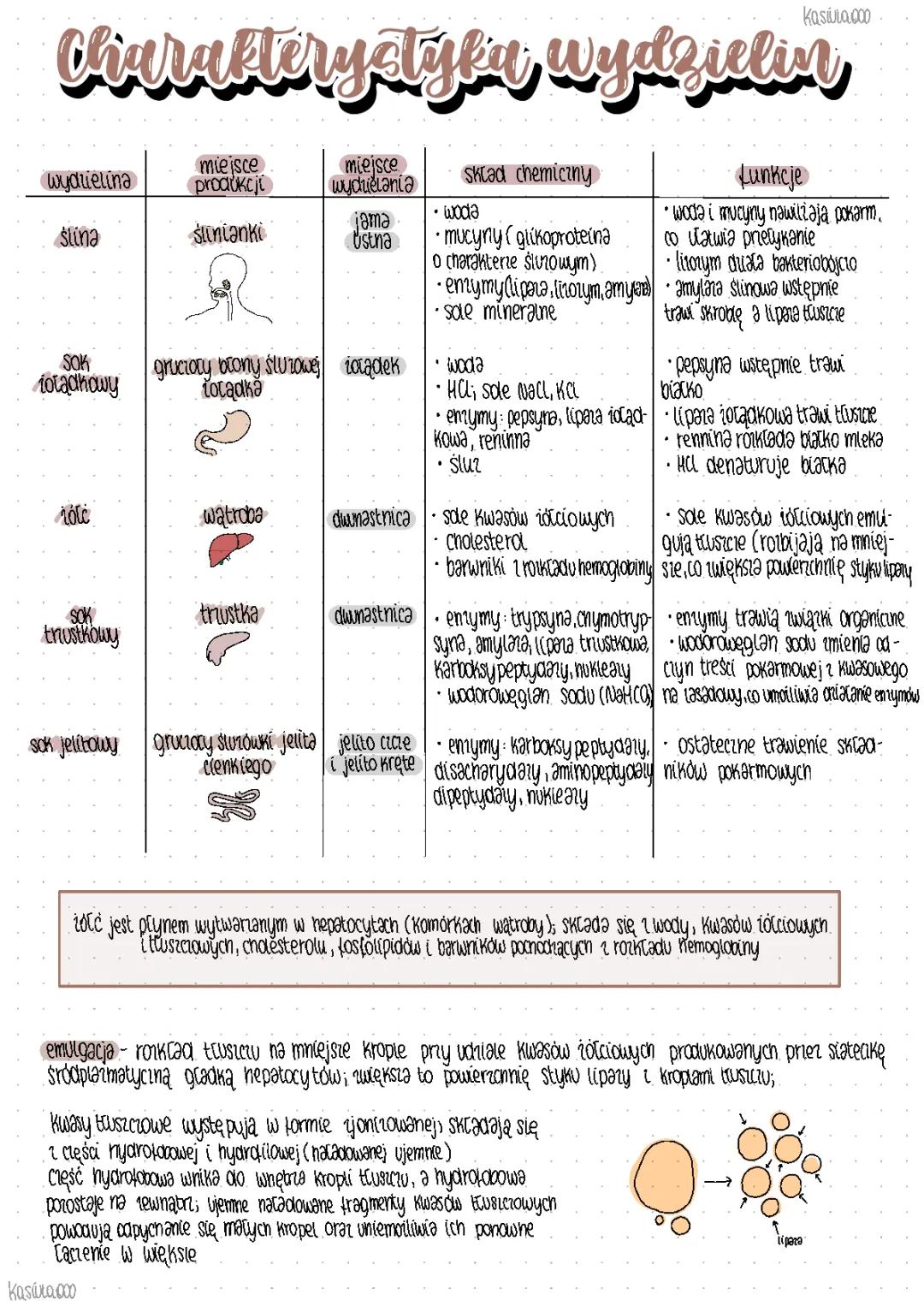 Układ Pokarmowy - Rodzaje Wydzielin i Ich Funkcje