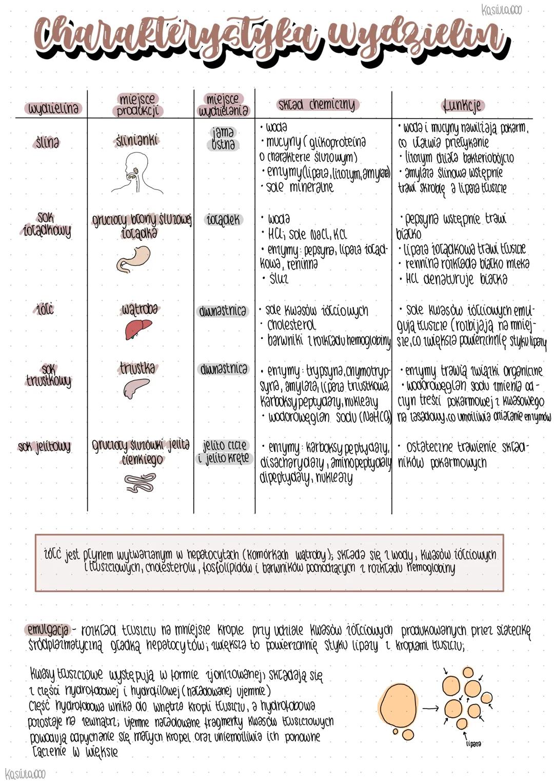 Charakterystyka wydzielin
wydzielina
ślina
SOK
Totadkowy
róle
SOK
trustkowy
miejsce
produkcji
slinianki
watroba
gruczory brony śluzowej żołą