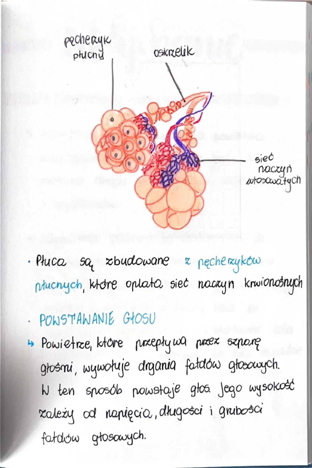 # uklad

oddechroy

Budowa i rola układu oddechowego

- DROGI ODDECHOWE

↳ Ich główną funkcją jest doprowadzenie
powietrza do płuc.

wobaday