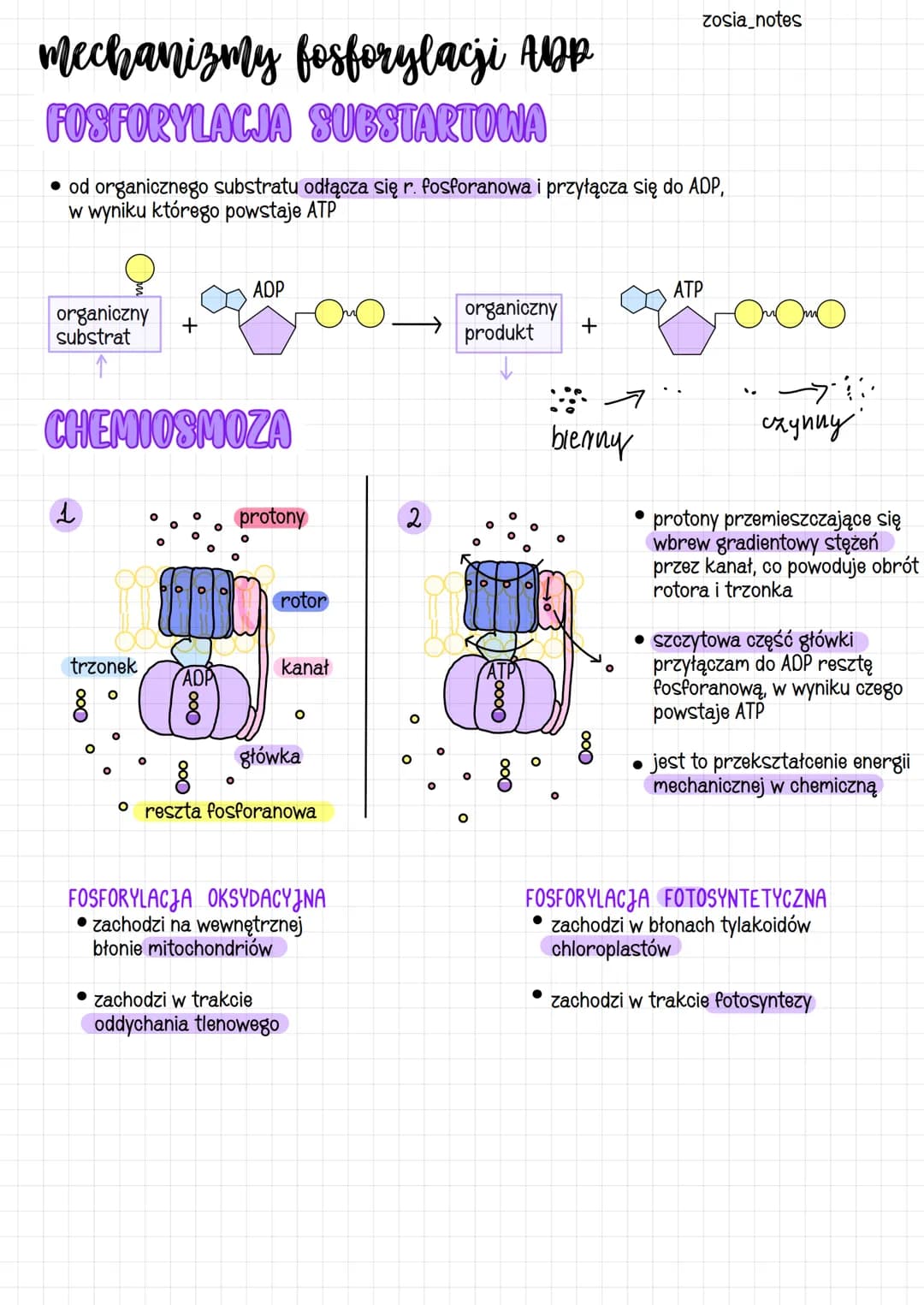 przemiany energii i materii
przemiany chemiczne i energetyczne
metabolizm
ENERGIA
substraty
produkty ↑
kierunki przemian metabolicznych
ANAB
