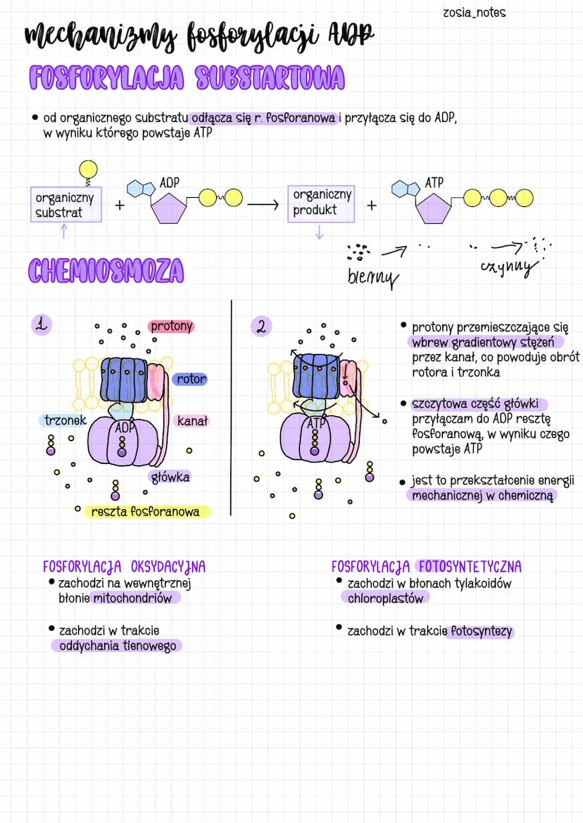 przemiany energii i materii
przemiany chemiczne i energetyczne
metabolizm
ENERGIA
substraty
produkty ↑
kierunki przemian metabolicznych
ANAB