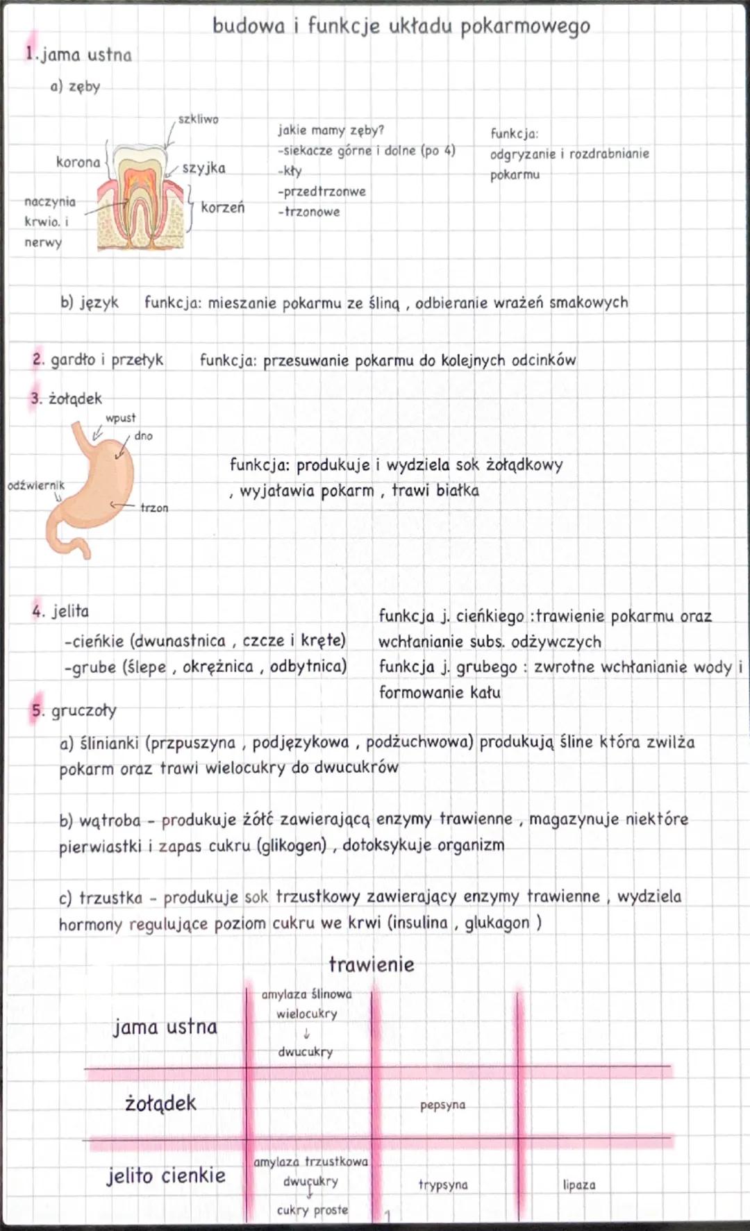 1. jama ustna
budowa i funkcje układu pokarmowego
a) zęby
szkliwo
jakie mamy zęby?
Funkcja:
korona
szyjka
-siekacze górne i dolne (po 4)
-kł