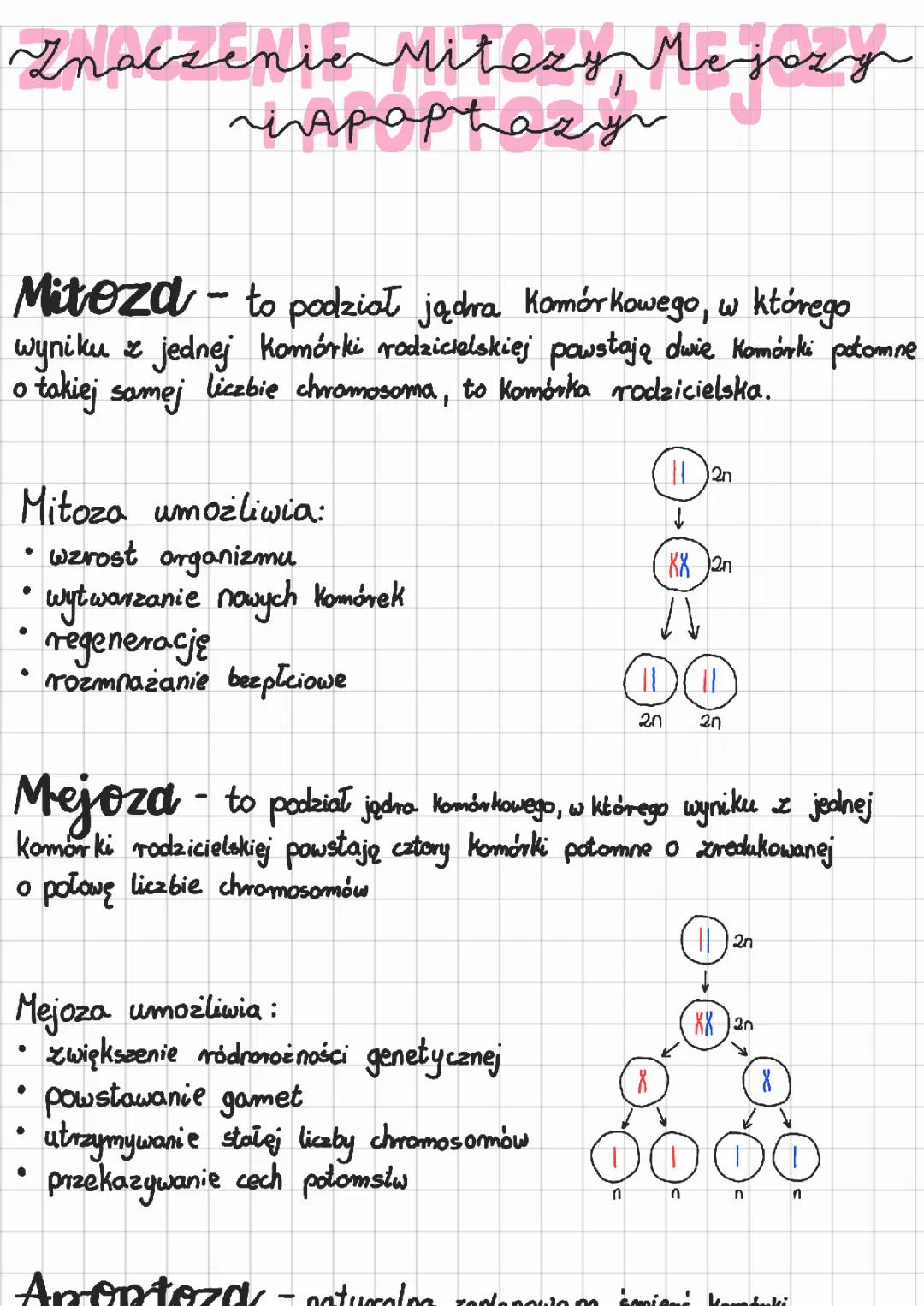 Mitoza i Mejoza: Fazy, Znaczenie i Przebieg