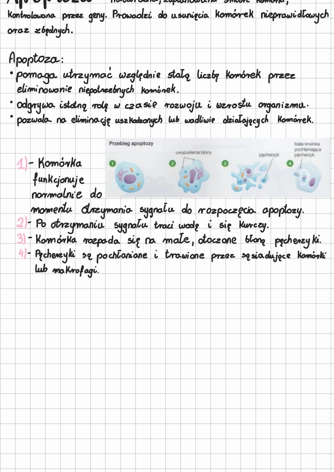 Zaznacz Dwa Punkty W Których Błędnie Podano Znaczenie Mitozy Mitoza i Mejoza: Fazy, Znaczenie i Przebieg (Biologia) jako PDF - Knowunity