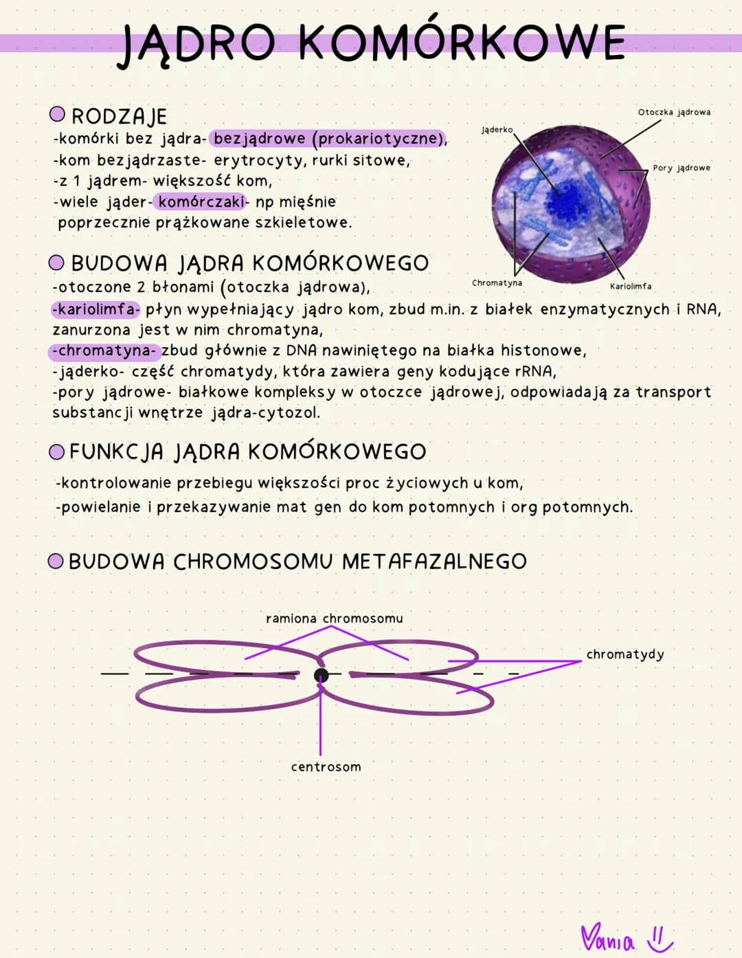 JĄDRO KOMÓRKOWE
O RODZAJE
-komórki bez jądra- bezjądrowe (prokariotyczne),
-kom bezjądrzaste- erytrocyty, rurki sitowe,
-z 1 jądrem- większo