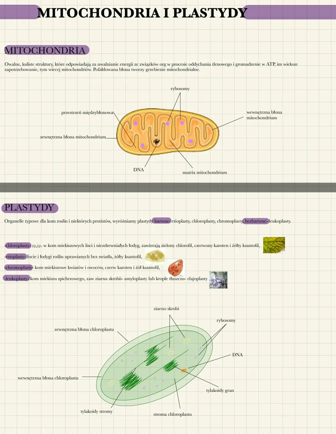 MITOCHONDRIA I PLASTYDY
MITOCHONDRIA
Owalne, kuliste struktury, które odpowiadają za uwalnianie energii ze związków org w procesie oddychani