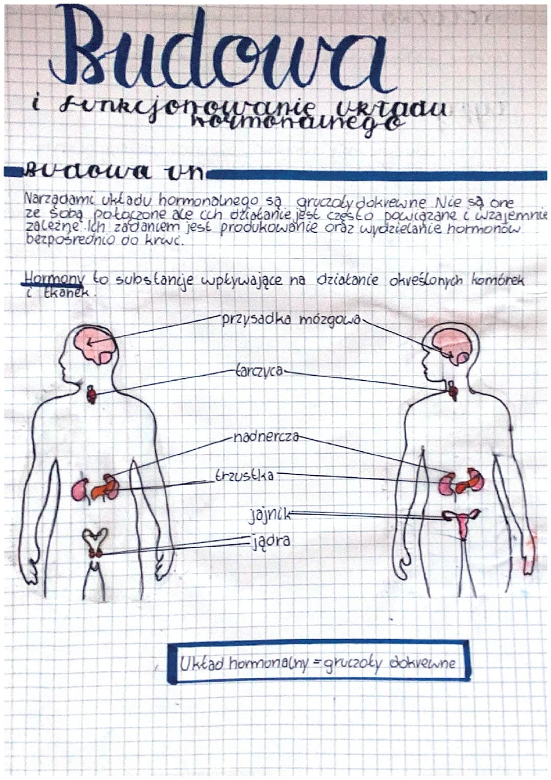 Budowa infunkcjonowanie układu hormonalnego