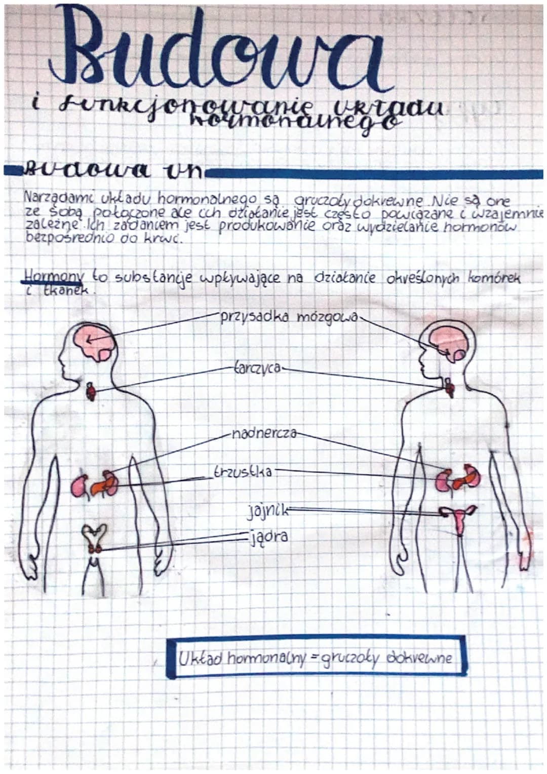 Budowa
i funkcjonowanie ortada
Budowa on.
Narządame układu hormonalnego są gruczoły dokrewne Nie sa one
ze sobą połączone ale ich działanie 