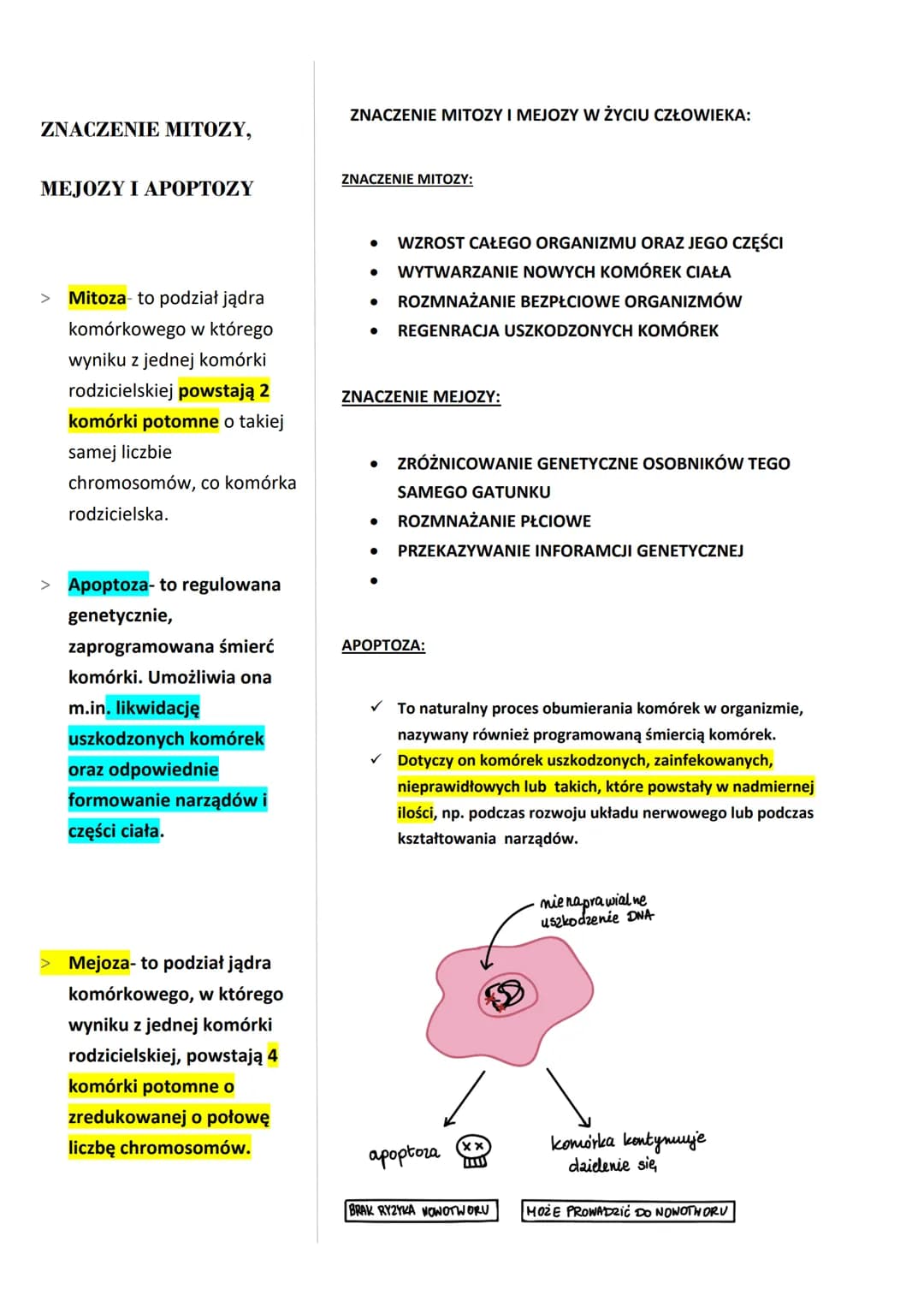 ZNACZENIE MITOZY,
MEJOZY I APOPTOZY
ZNACZENIE MITOZY I MEJOZY W ŻYCIU CZŁOWIEKA:
ZNACZENIE MITOZY:
> Mitoza to podział jądra
komórkowego w k
