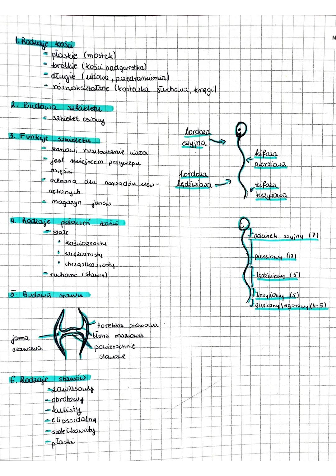 1. Rodzaje kosa
- plaskie (mostek)
- krótkie (košu nadgarstka)
- długie (udowa, przedramienia)
- róznokształtne (kosteczka słuchowa, kręgil
