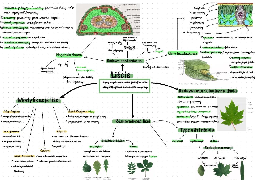Liść budowa i funkcja