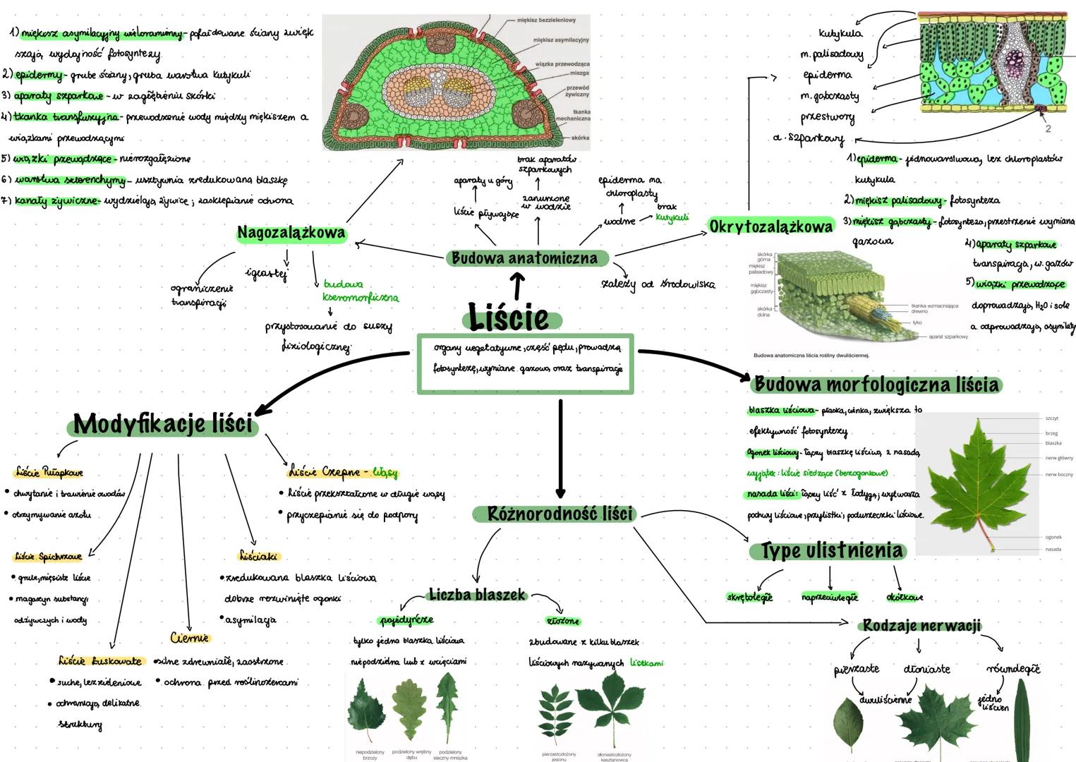 1) miękesz asymilacyjny wieloramionny-pofałdowane ściany zwięk
szają wydajność fotosyntezy.
2)
epidermy- grube ściany, gruba warstwa Kutykul