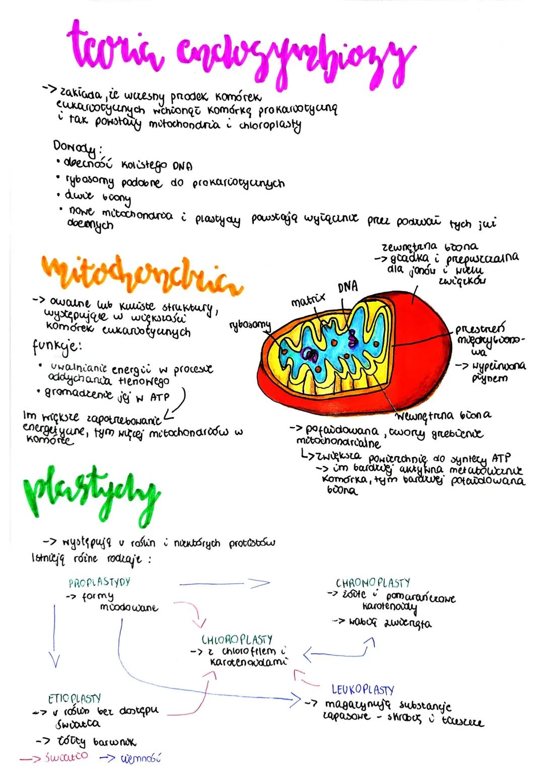 teoria enclogymzbiozy
zakłada, że weresny prodek komórek
eukarvotycznych wchionge komórkę prokarvoty ang
i tak powstany mitochondria i chior