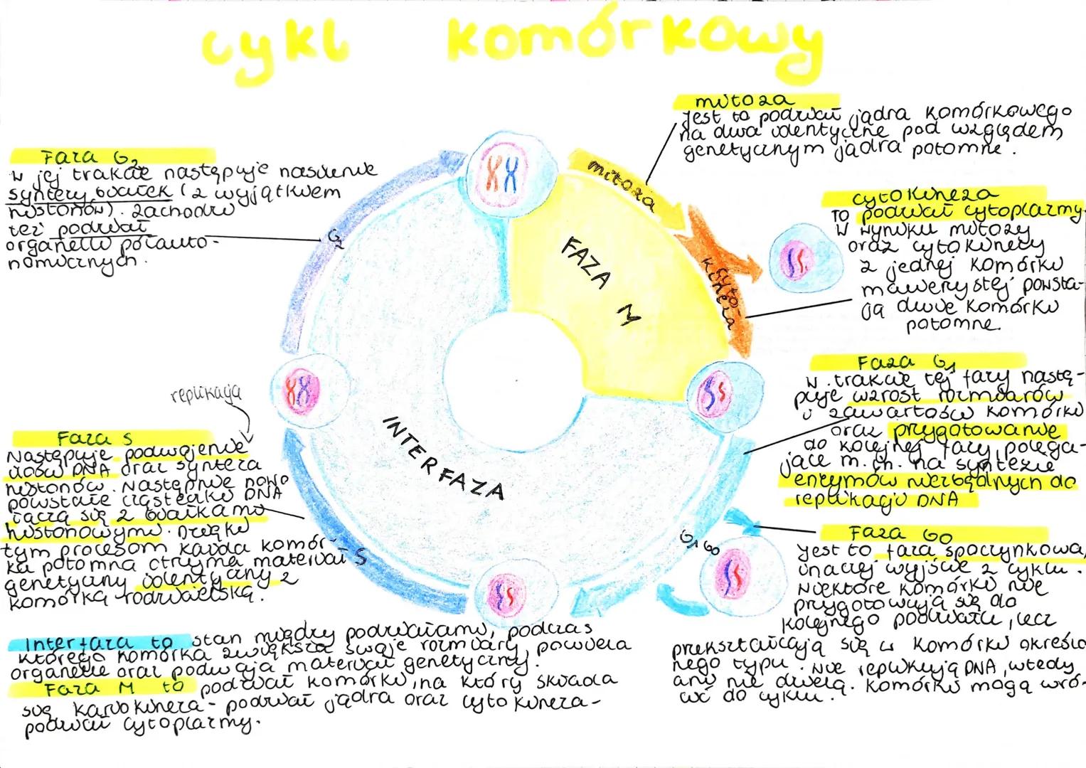 teoria enclogymzbiozy
zakłada, że weresny prodek komórek
eukarvotycznych wchionge komórkę prokarvoty ang
i tak powstany mitochondria i chior