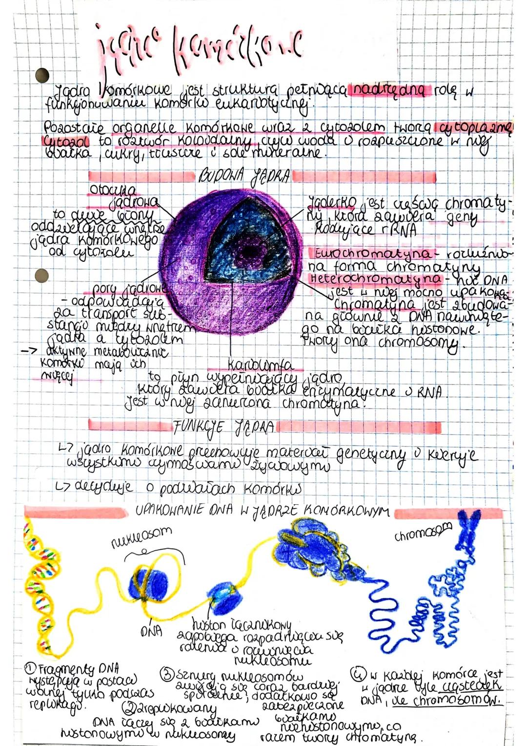 teoria enclogymzbiozy
zakłada, że weresny prodek komórek
eukarvotycznych wchionge komórkę prokarvoty ang
i tak powstany mitochondria i chior