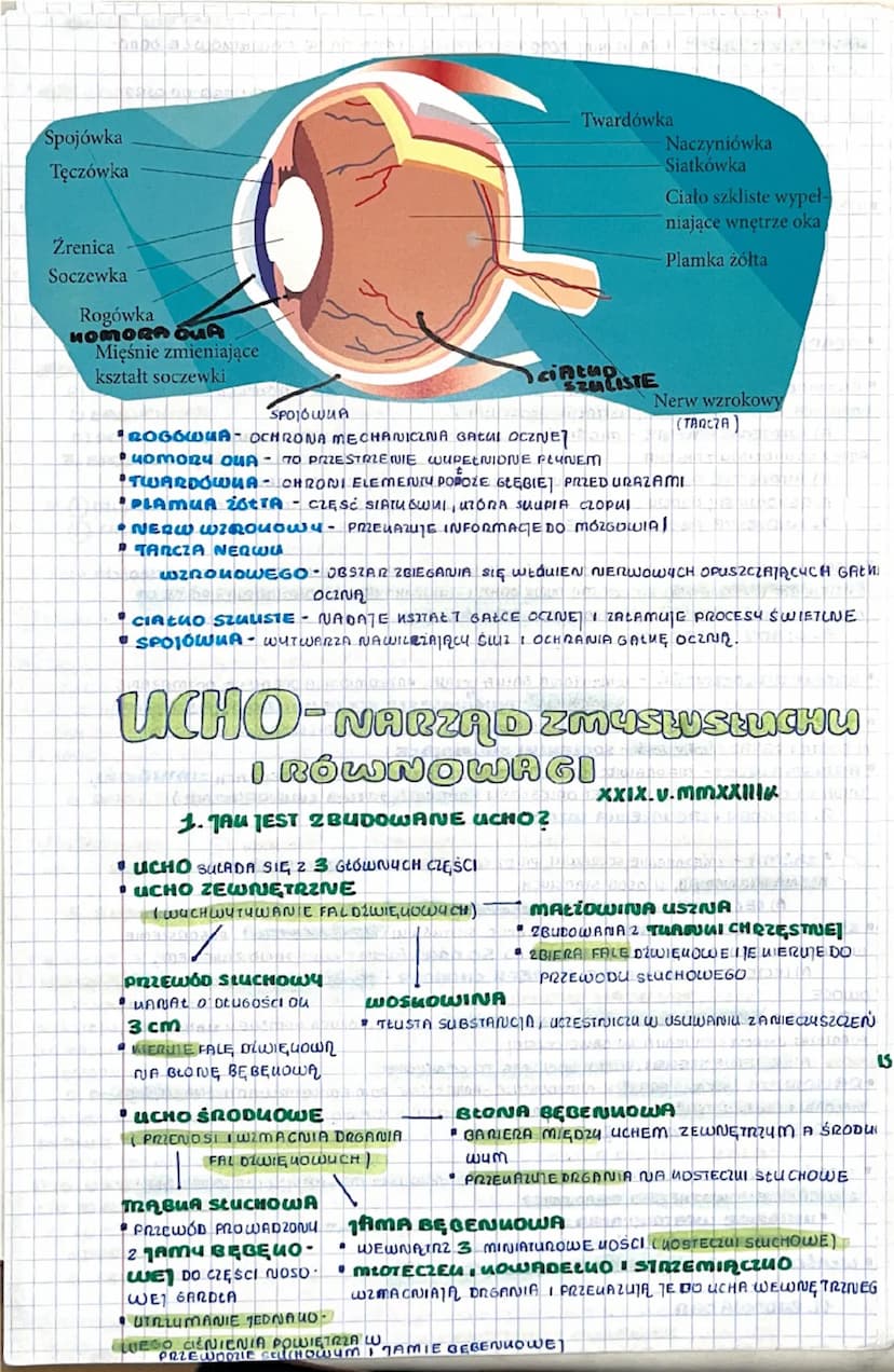 BUDOWA I DZIAŁANIE
NARZĄDU WZROKU
1. RECEPTORY + PODZIAŁ
XXIX. V.mmxxIIr
RECEPTORU - WYSPECIALIZOWANE LOMÓRUI LUB WOLNE ZAKOŃCZENIA NERWOWE 