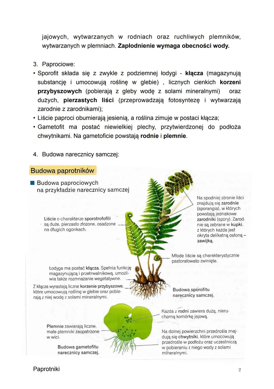 Temat: Paprotniki - zarodnikowe rośliny naczyniowe.
1. Paprotniki to zwyczajowa nazwa grupy roślin lądowych, do której zalicza
się paprocie,