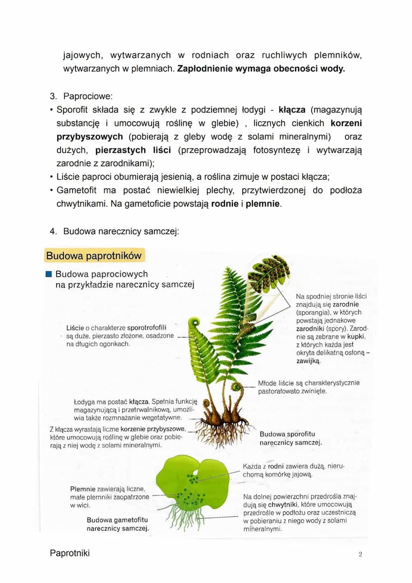 Temat: Paprotniki - zarodnikowe rośliny naczyniowe.
1. Paprotniki to zwyczajowa nazwa grupy roślin lądowych, do której zalicza
się paprocie,