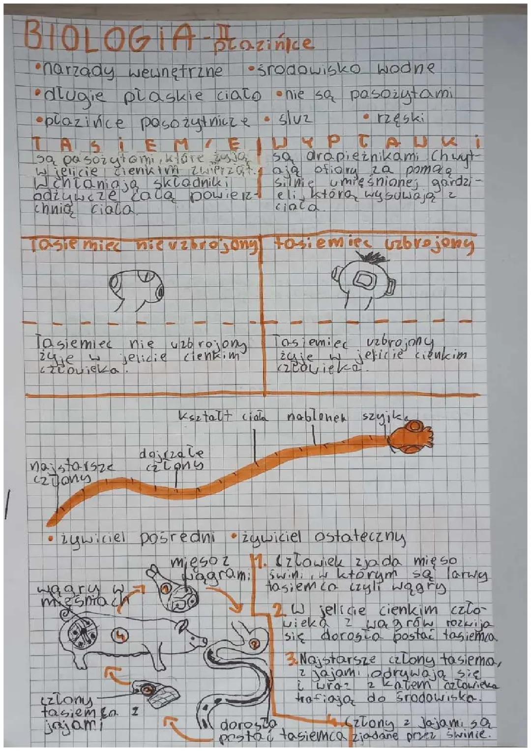 Wszystko o płazińcach: rodzaje i cykl życia