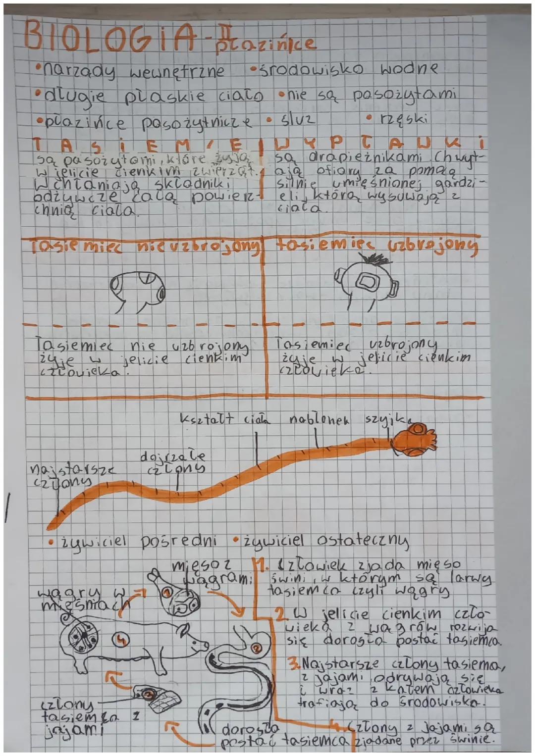 BIOLOGIA Plazinice
•narządy wewnętrine •środowisko wodne
•długie płaskie ciało
•plazińce pasożytnicze
TASIE ME
są pasożytami, które żyją
w j