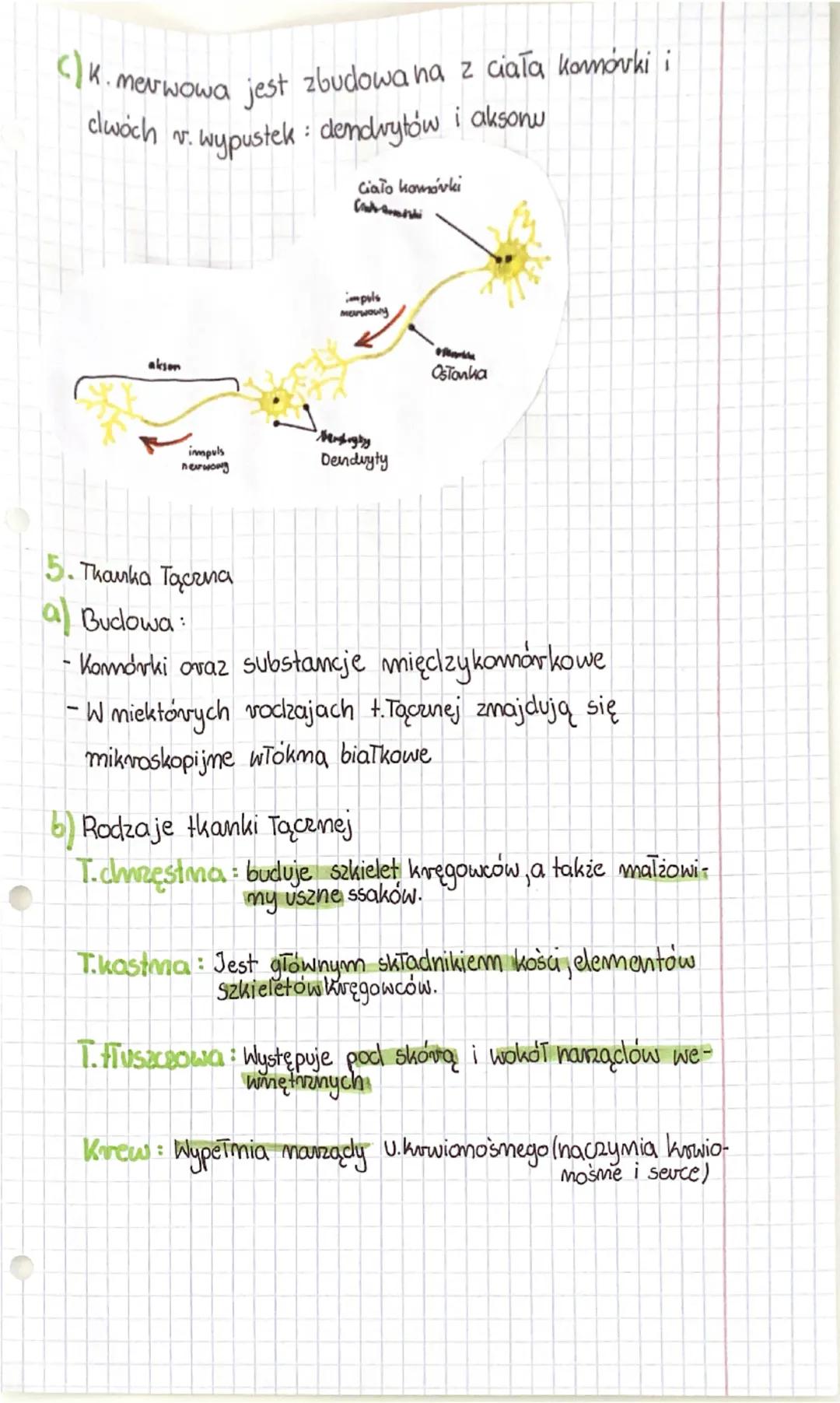 Biologia
A. Ciała zwierząt są zbudowane z tkanki mabłonkowej,
Tkamki zwierace
T. mabłonkowa
-występuje ma
powiezdni
ciała zwie-
ząt oraz
wyś