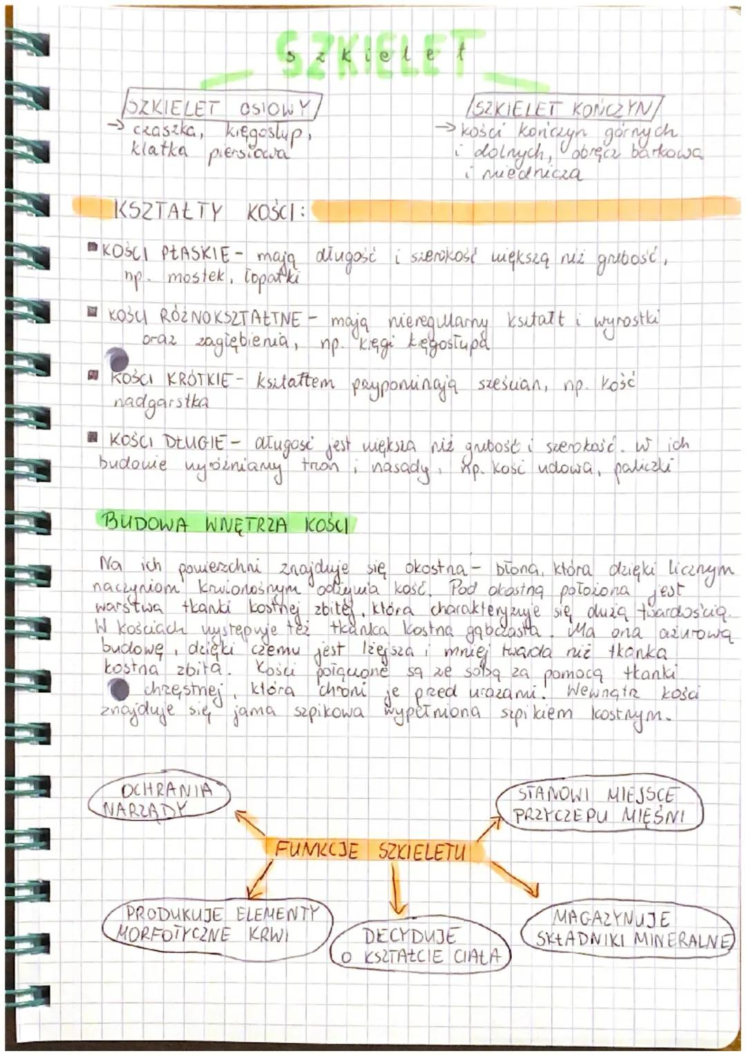 SZKIELET
SZKIELET OSIOWY
-> czaszka, kręgoslup,
klatka piersiowa
KSZTAŁTY KOŚCI:
KOŚCI PŁASKIE - mają długość i szerokość większą niż gruboś
