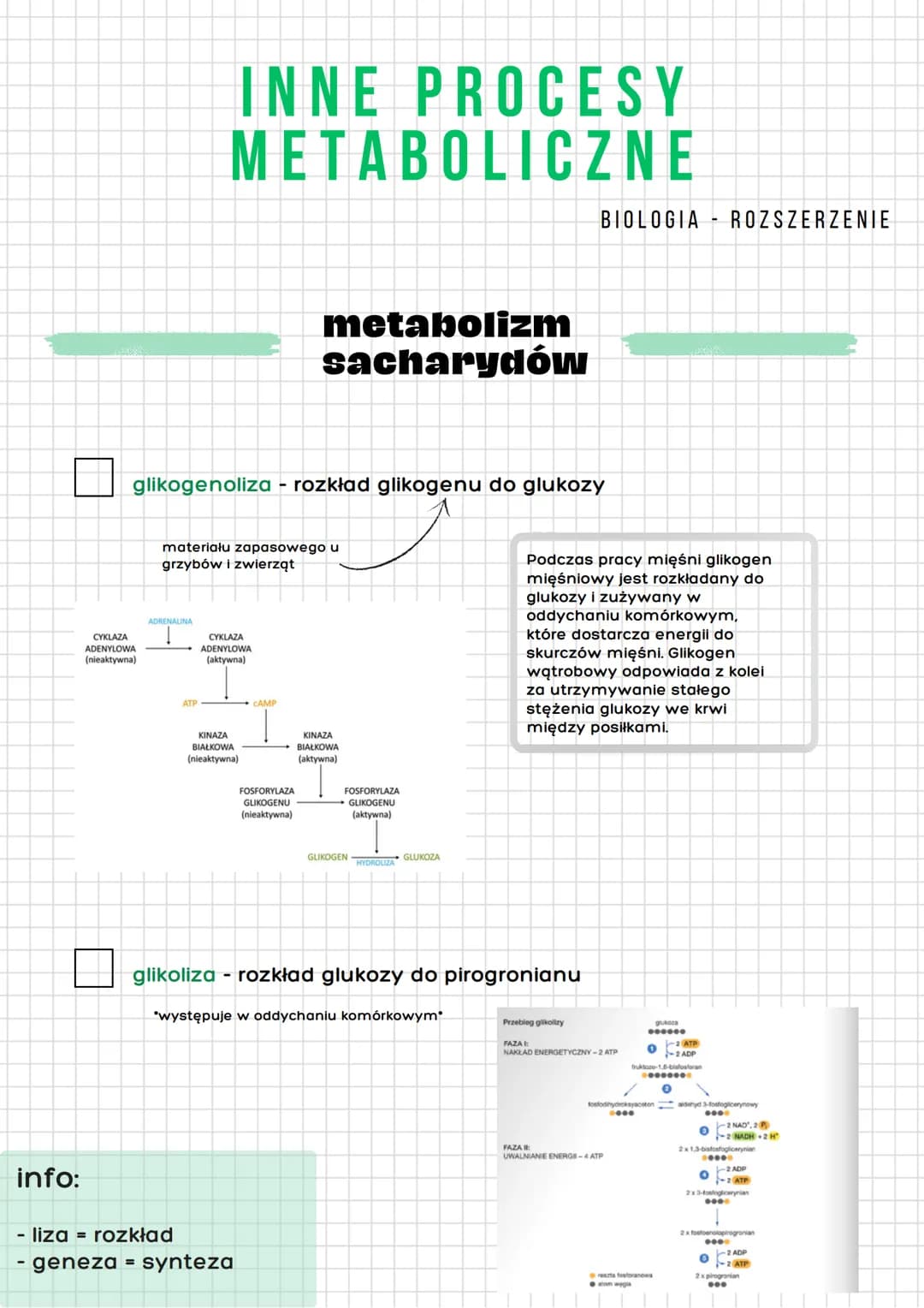 info:
CYKLAZA
ADENYLOWA
(nieaktywna)
INNE PROCESY
METABOLICZNE
glikogenoliza - rozkład glikogenu do glukozy
ADRENALINA
materiału zapasowego 