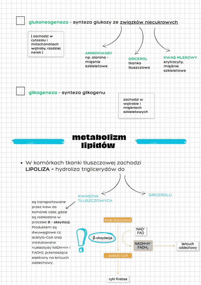 info:
CYKLAZA
ADENYLOWA
(nieaktywna)
INNE PROCESY
METABOLICZNE
glikogenoliza - rozkład glikogenu do glukozy
ADRENALINA
materiału zapasowego 