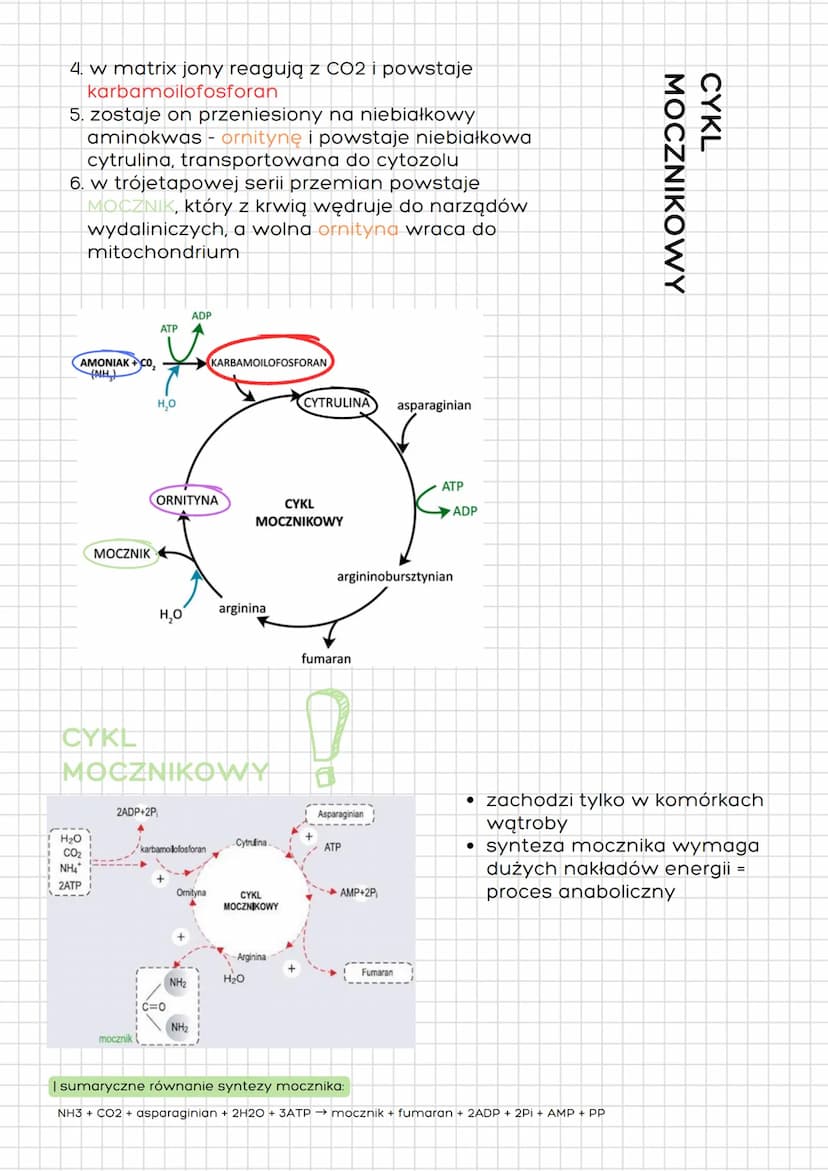 info:
CYKLAZA
ADENYLOWA
(nieaktywna)
INNE PROCESY
METABOLICZNE
glikogenoliza - rozkład glikogenu do glukozy
ADRENALINA
materiału zapasowego 