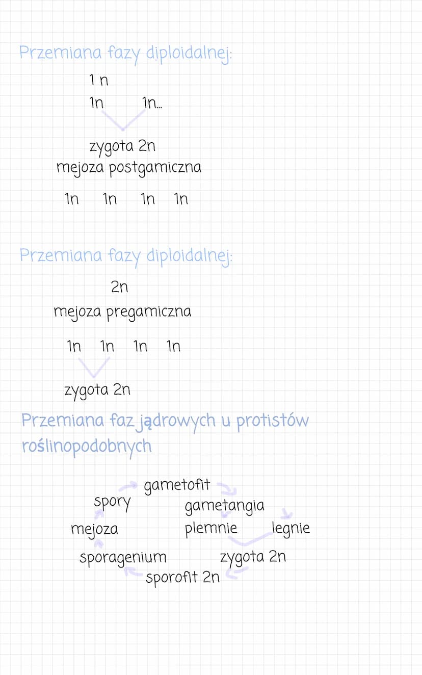 zwierzece
kolonijne lub
jednokomórkowe.
Przypominaja
●
komórkowa). Sa
heterotrofami.
- wielokomórkowe
• komórczakowe
komorki
zwierzece (nie 