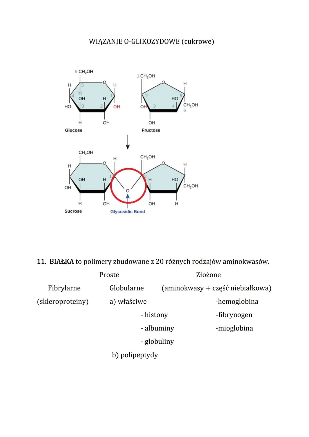 Skład chemiczny organizmu człowieka i roślin: ważne informacje dla uczniów