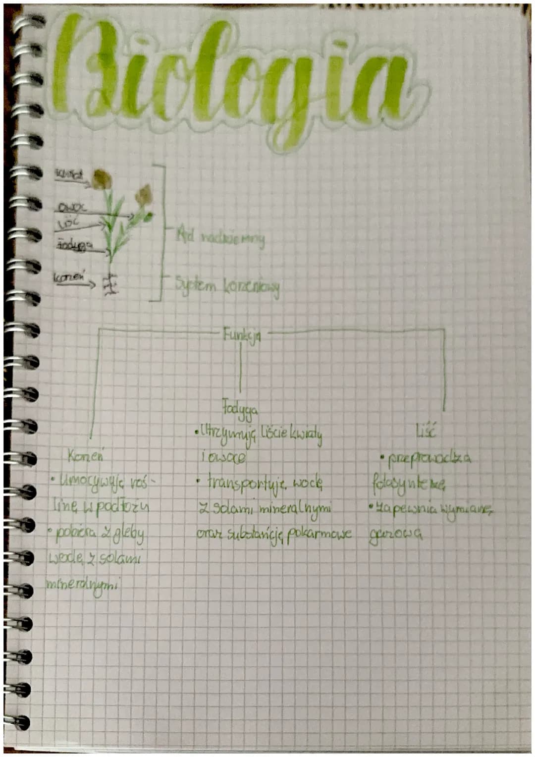 Notatka biologia korzeń liść łodyga 