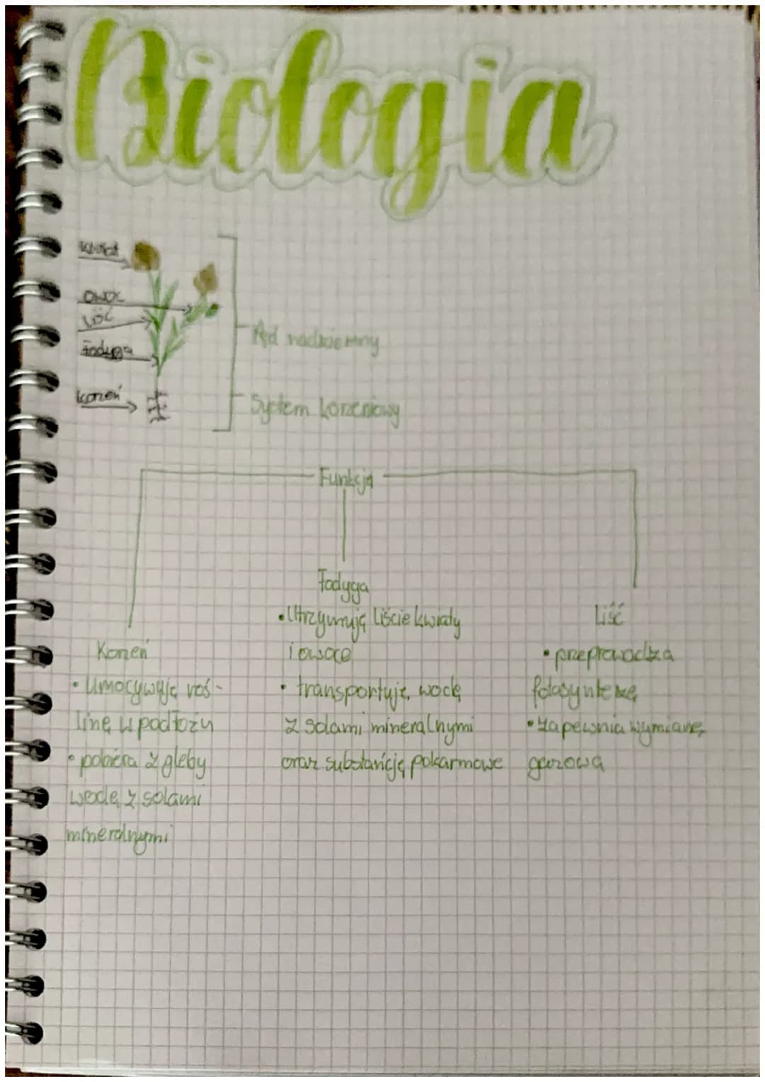 Biologia
93
Ad madkiemny
andyga
konen
System korzeniowy
Funksj
•
Konen
Umocywuje vas
Tine upodłoży
• pobiera 2 gleby
wede y solami
mineralny