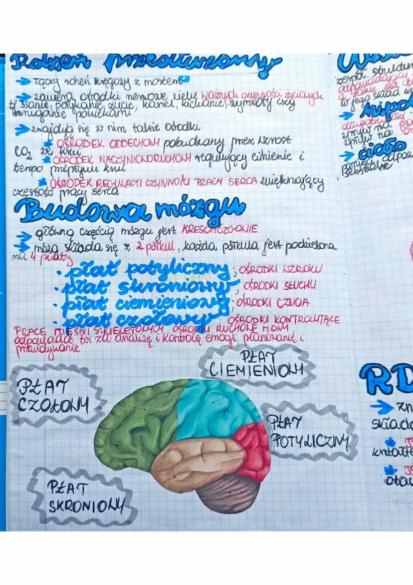 Układ
Merworry
zapewnia to
zuierzat
Środowiskiem
zewnetrznym pomer requlowance i koordwnowanie
Stok
maty organizmes. Allrad
mens nerowed u
p