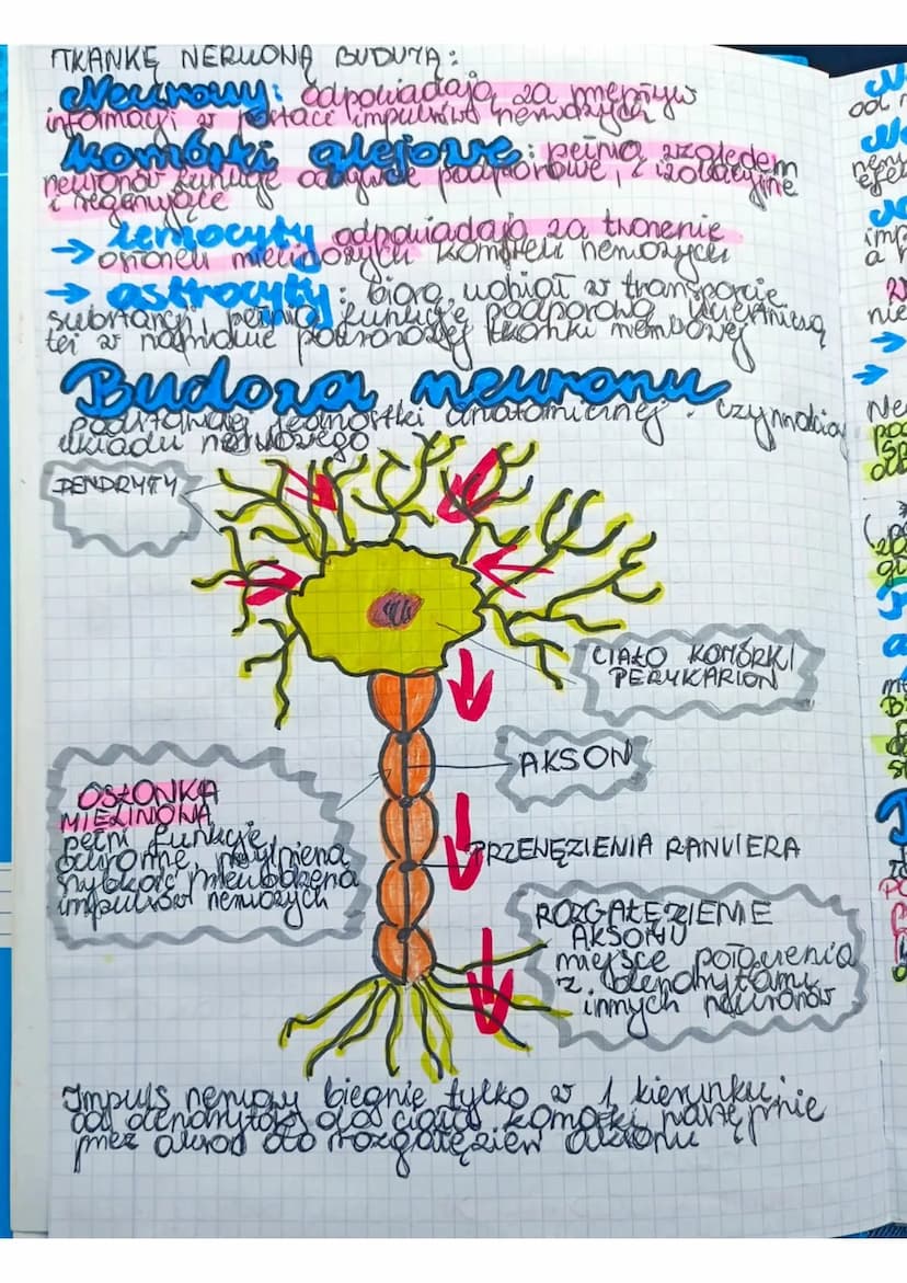 Układ
Merworry
zapewnia to
zuierzat
Środowiskiem
zewnetrznym pomer requlowance i koordwnowanie
Stok
maty organizmes. Allrad
mens nerowed u
p